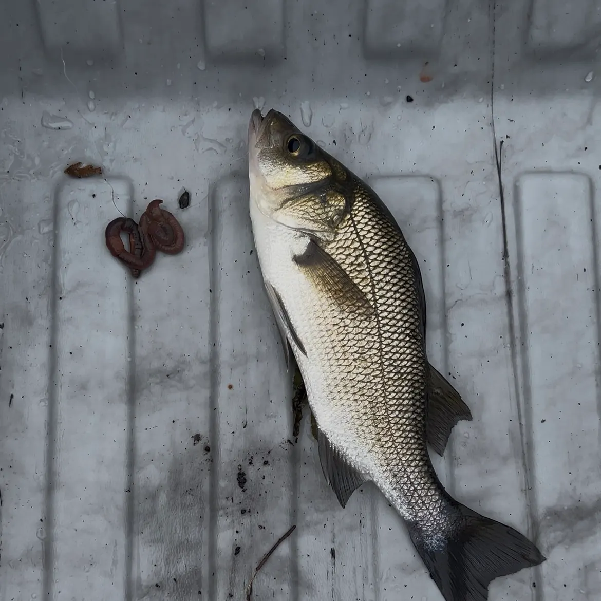 White perch caught on Fishbrain