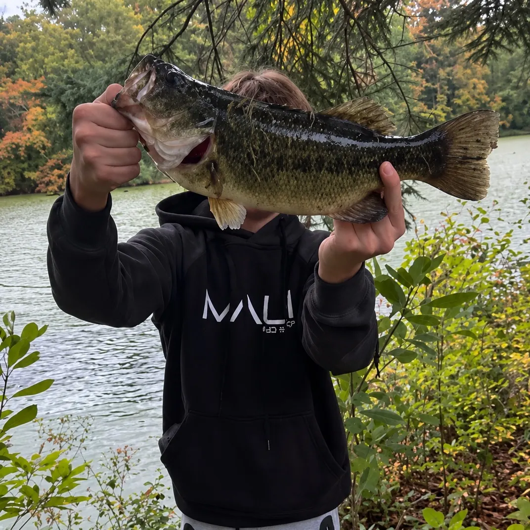 Largemouth bass caught on Fishbrain
