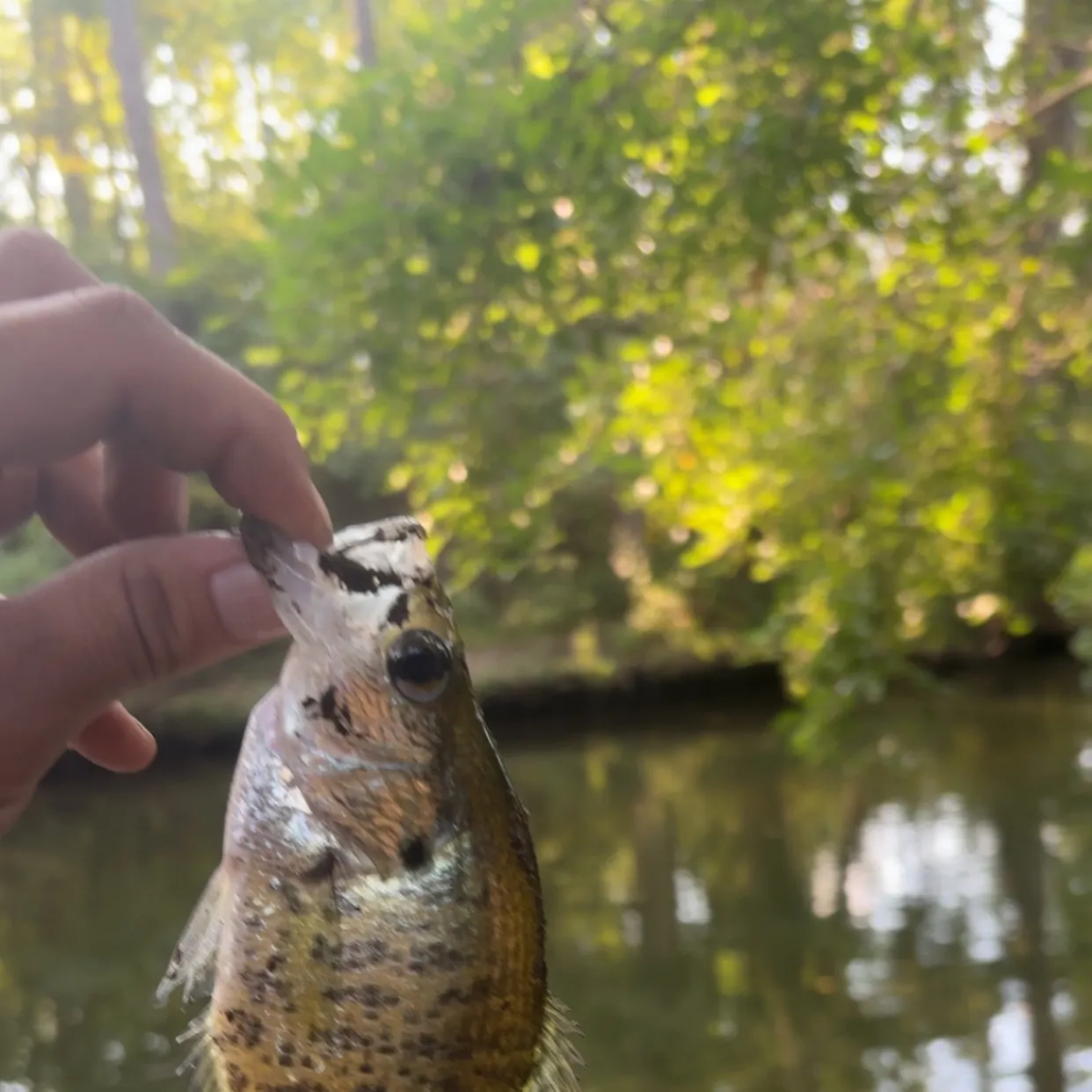 White crappie caught on Fishbrain
