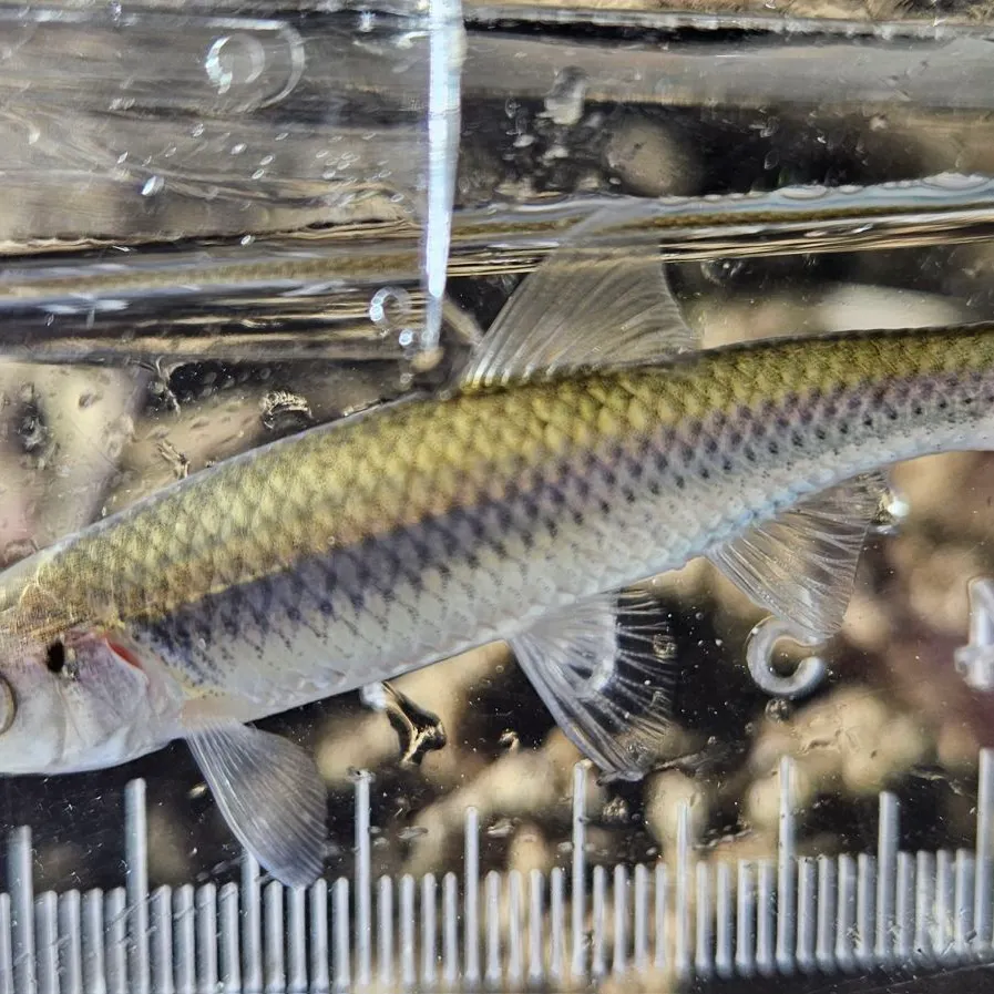 The most recent Satinfin shiner catches on Fishbrain
