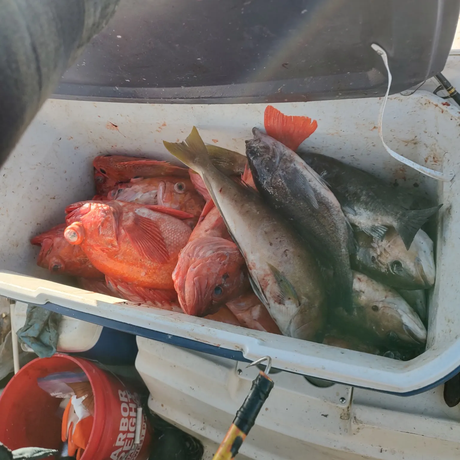 recently logged catches