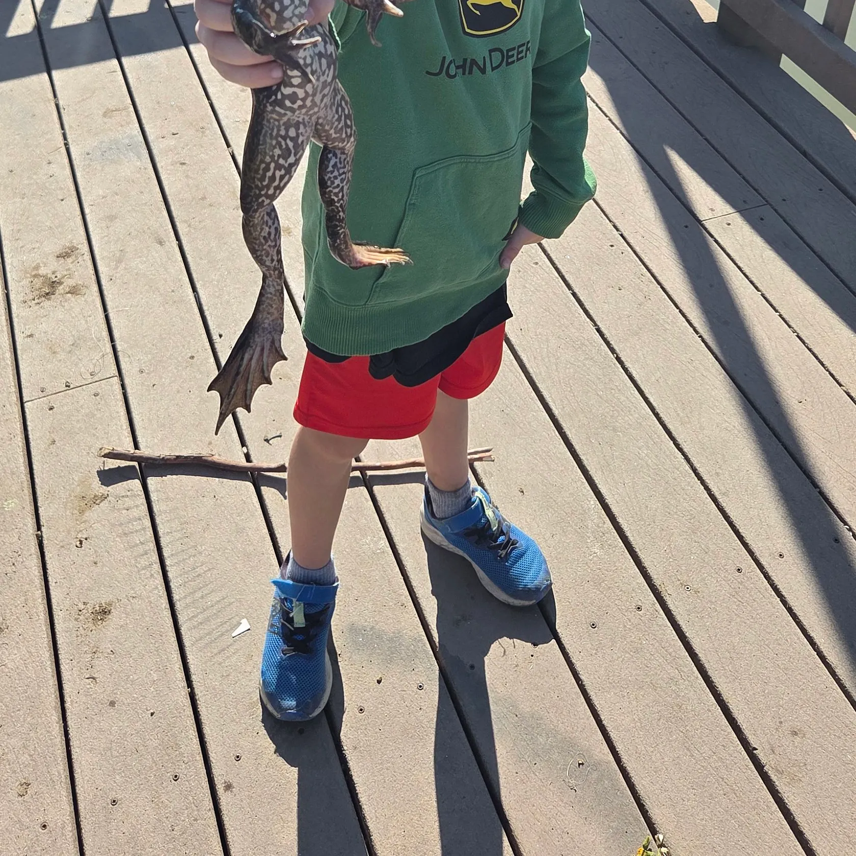 American bullfrog caught on Fishbrain