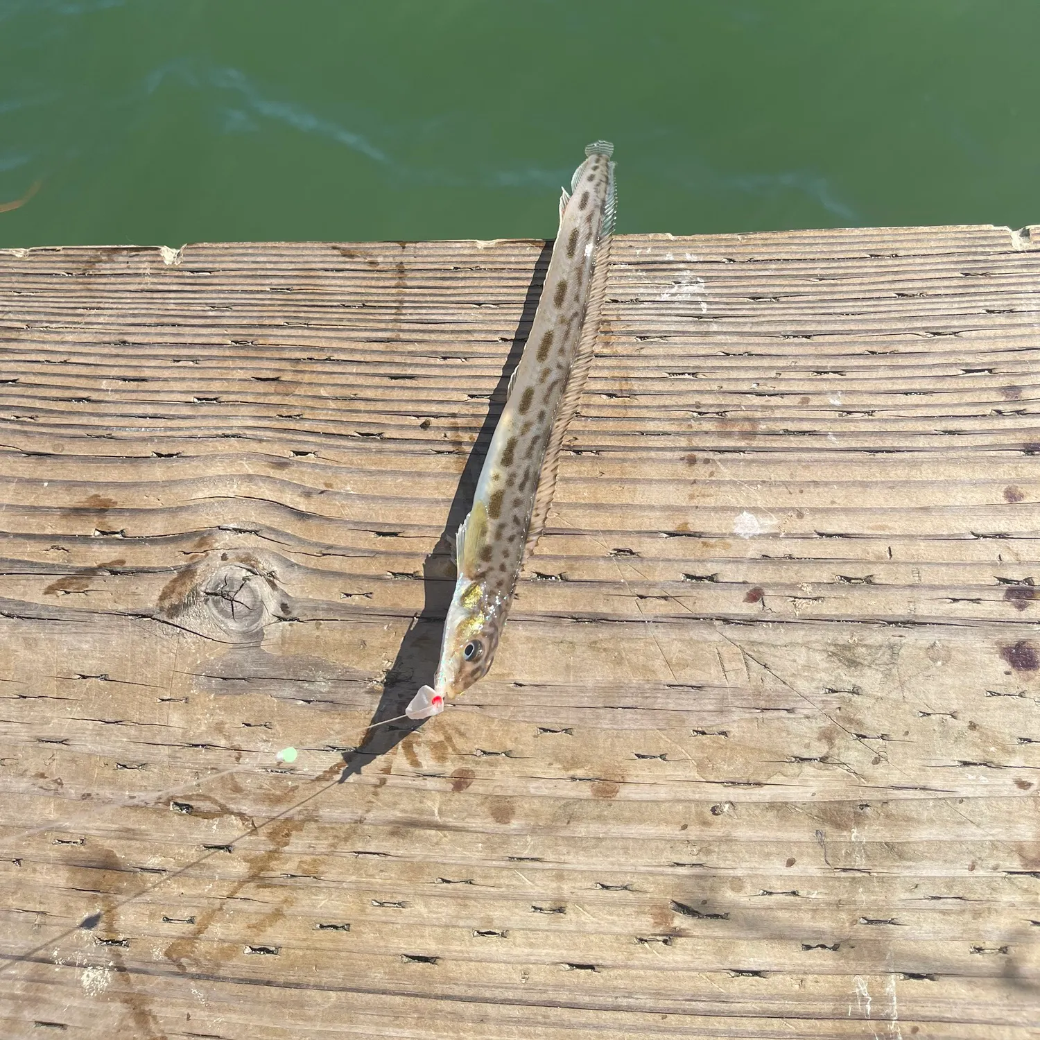 The most recent Snake prickleback catches on Fishbrain