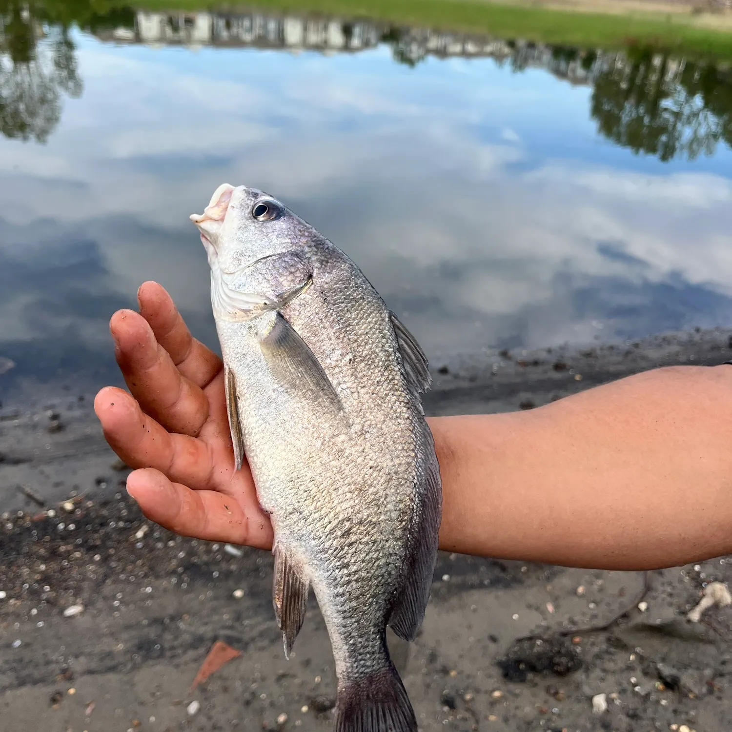 The most recent Freshwater drum catches on Fishbrain