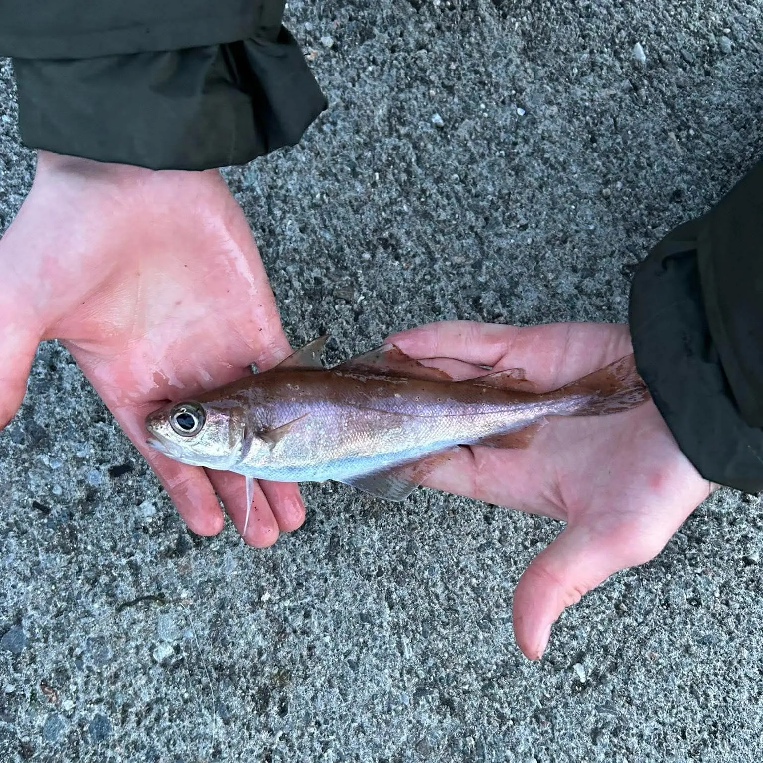 The most recent Poor cod catches on Fishbrain