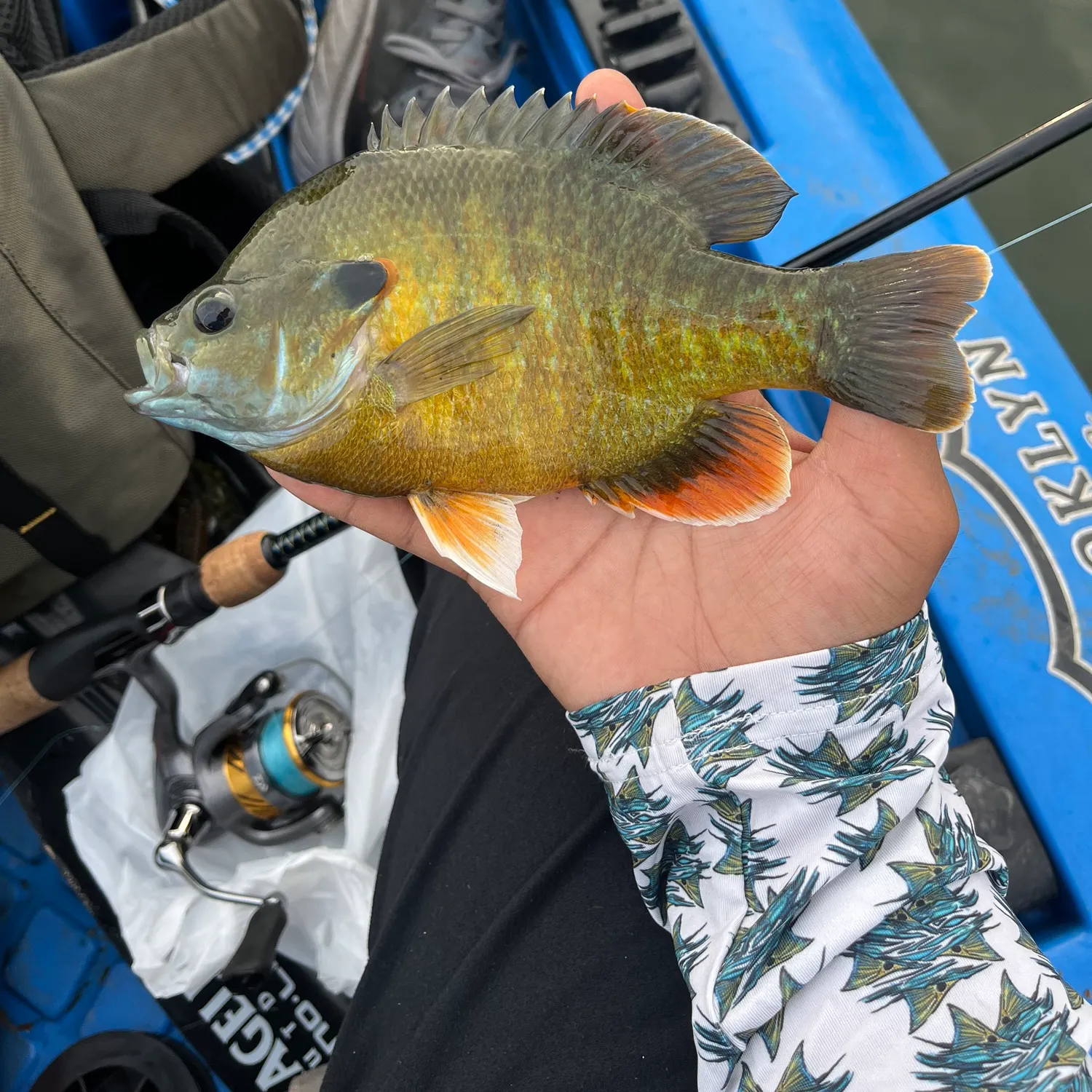 recently logged catches