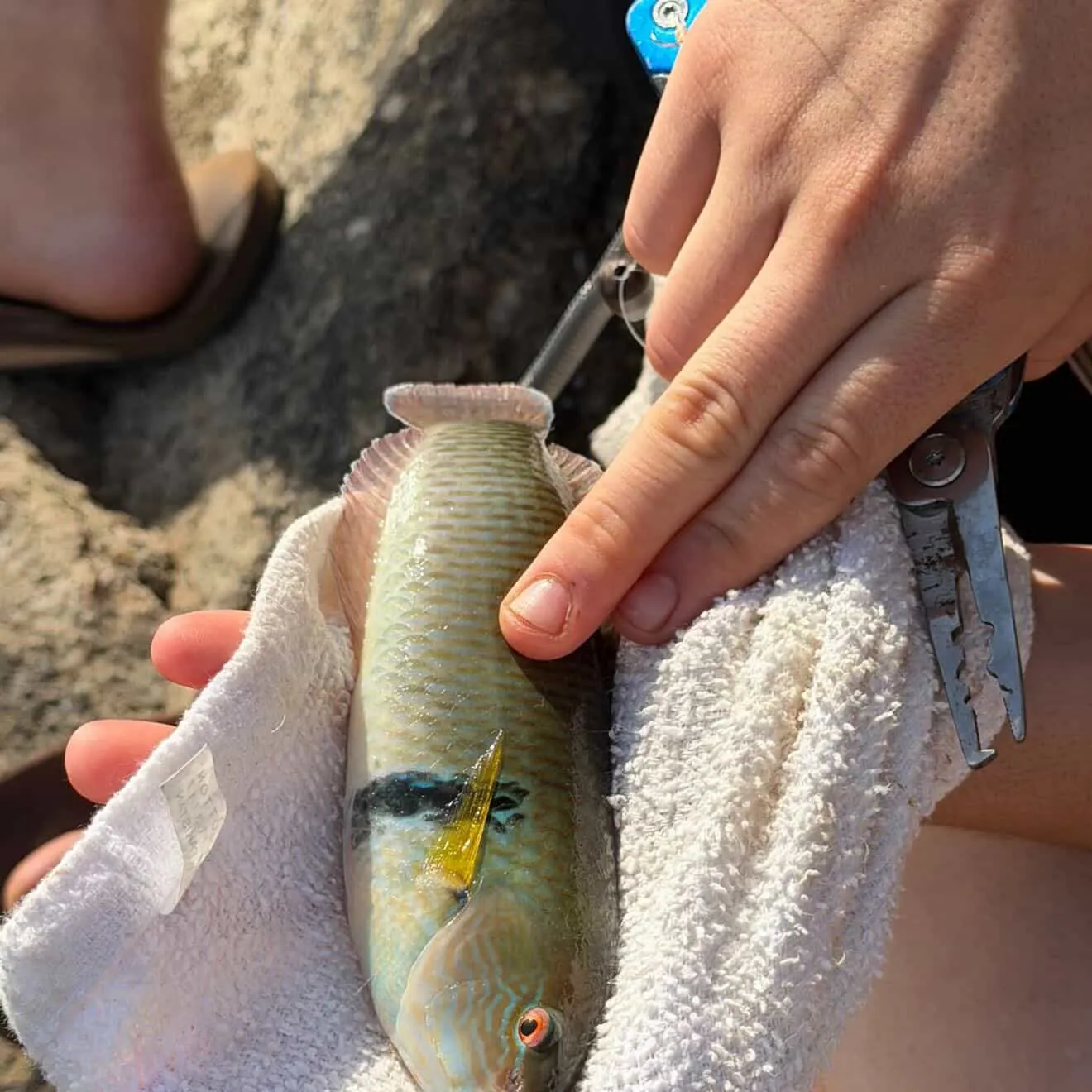 catch