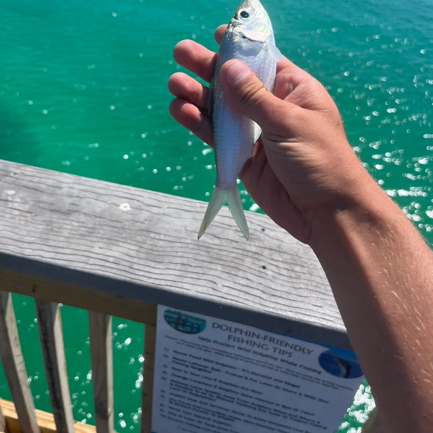 The most recent Atlantic thread herring catches on Fishbrain