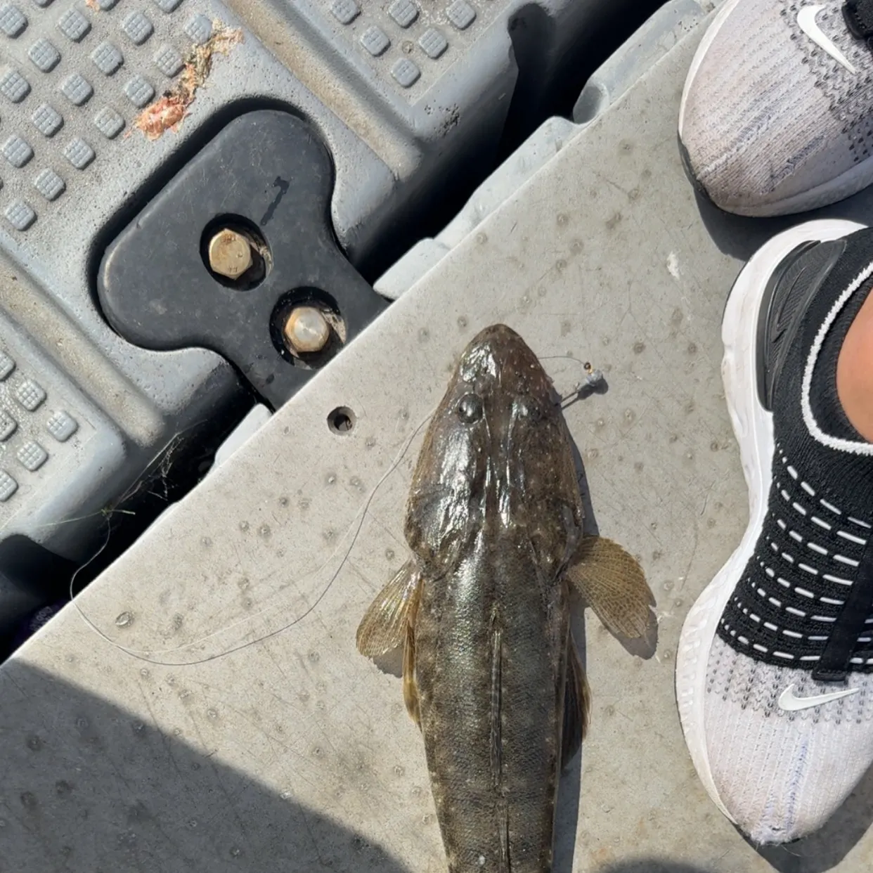 The most recent Dusky flathead catches on Fishbrain