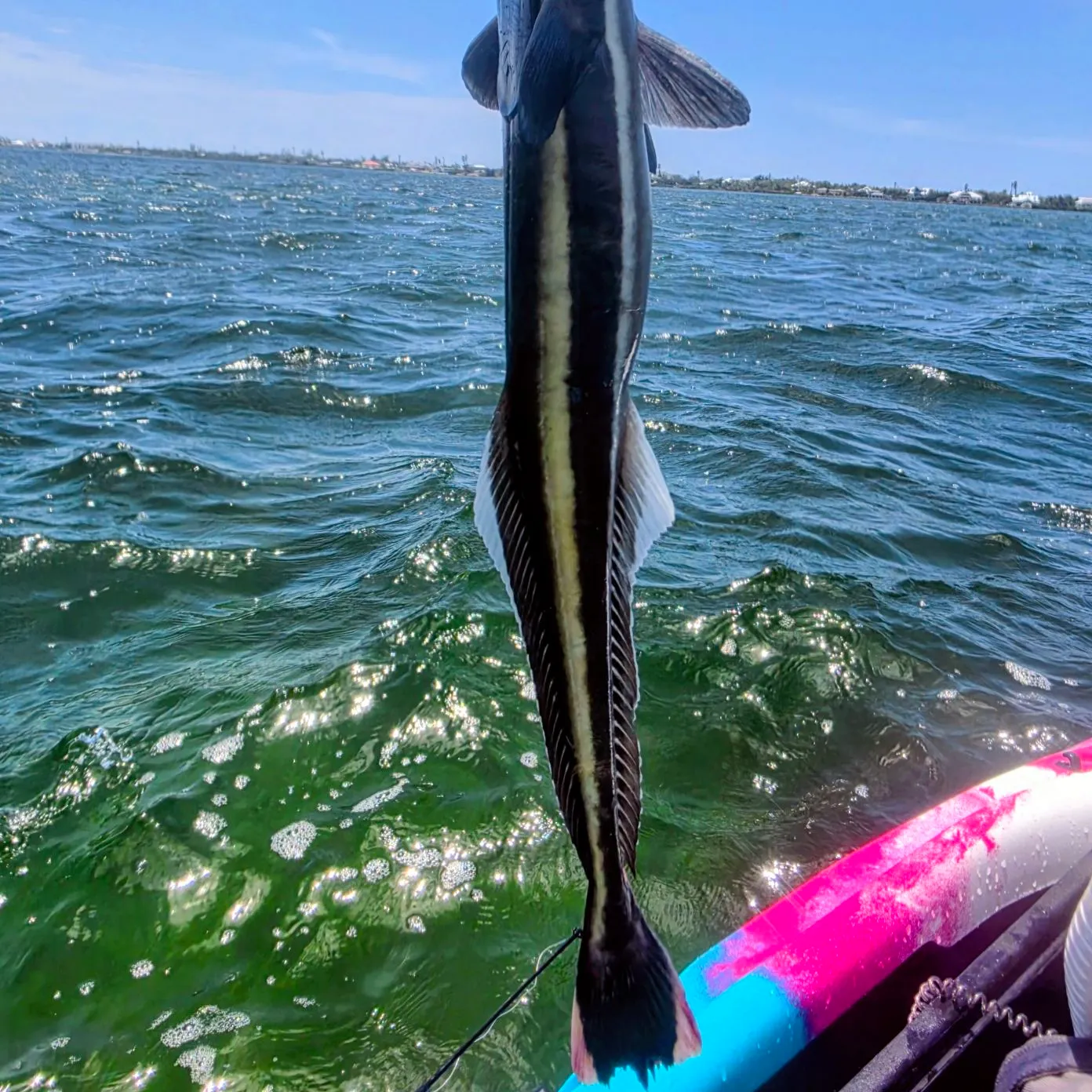 The most recent Common remora catches on Fishbrain