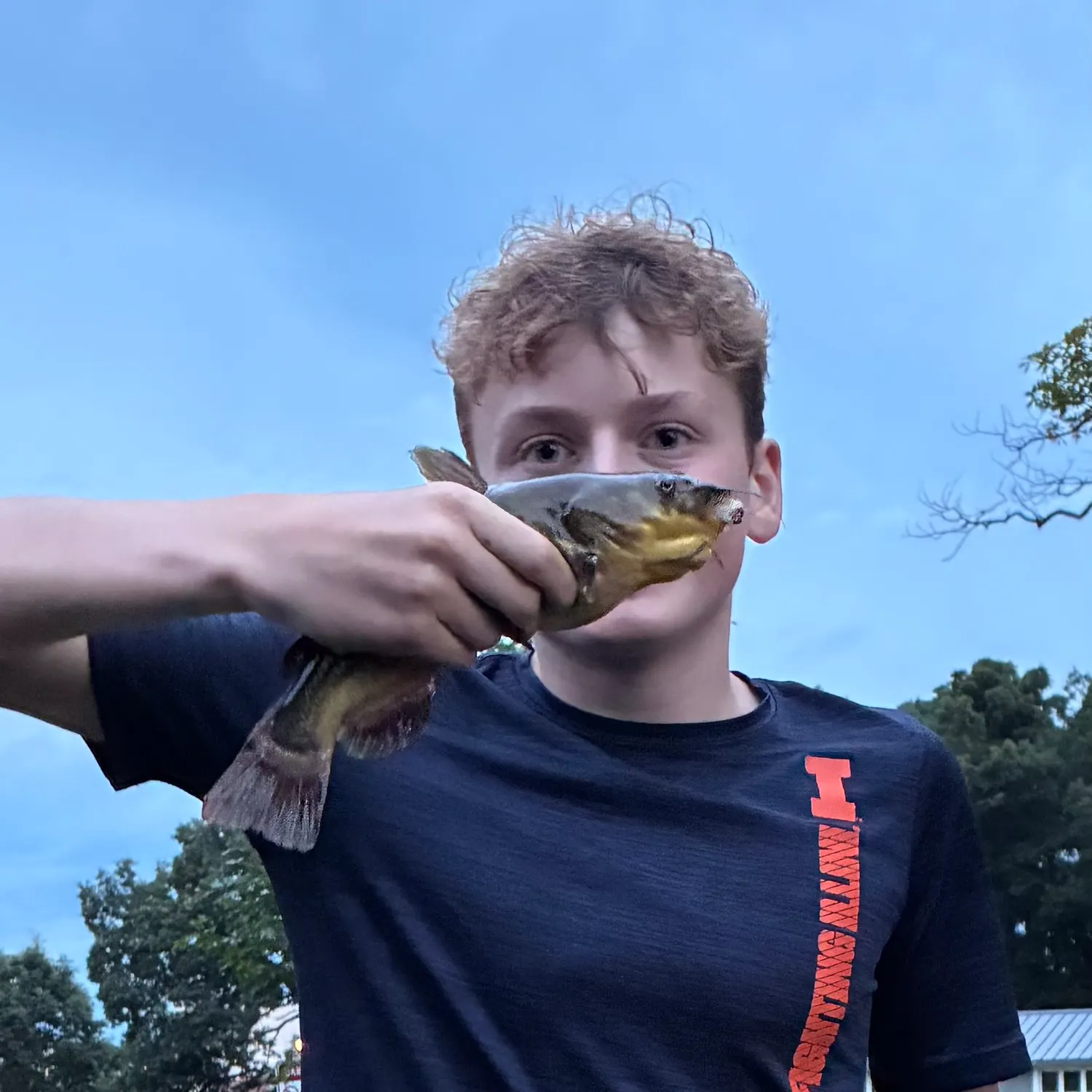 Yellow bullhead caught on Fishbrain