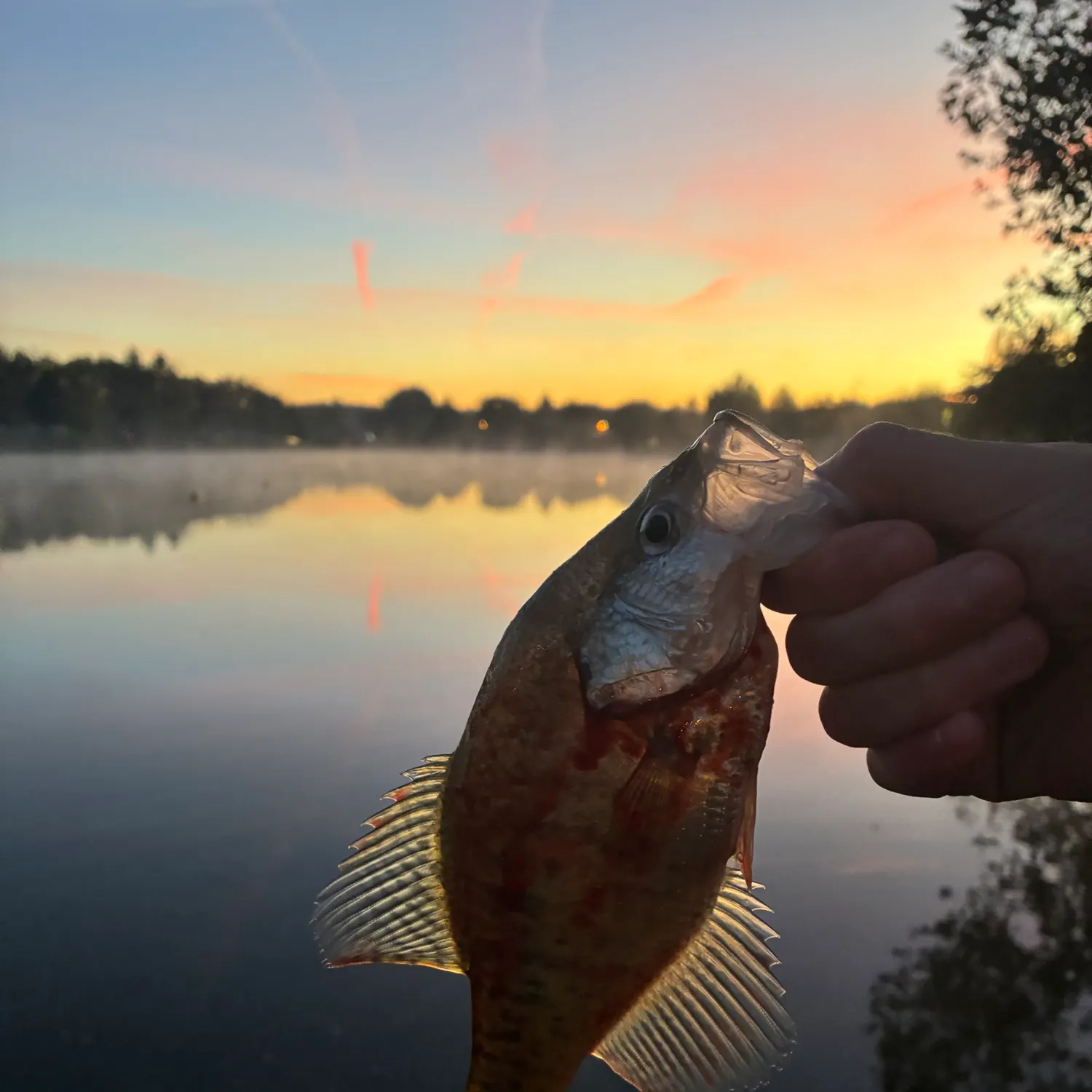 White crappie caught on Fishbrain