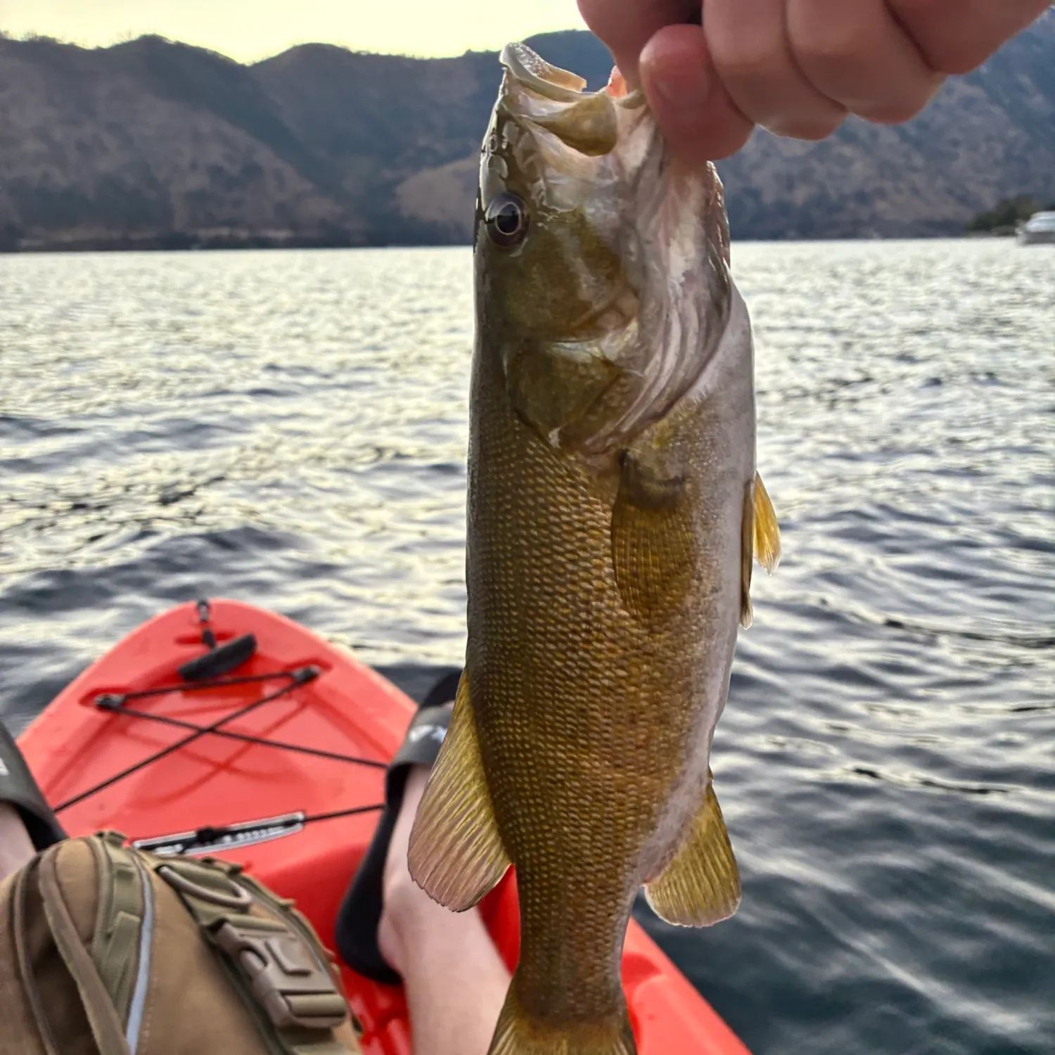 Smallmouth bass caught on Fishbrain