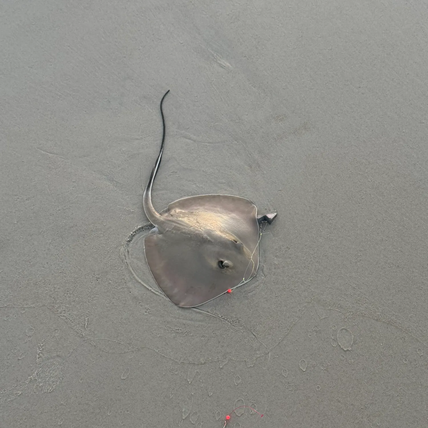 Southern stingray caught on Fishbrain