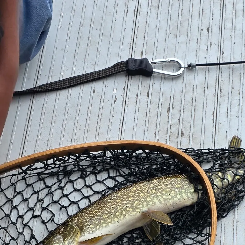 Northern pike caught on Fishbrain