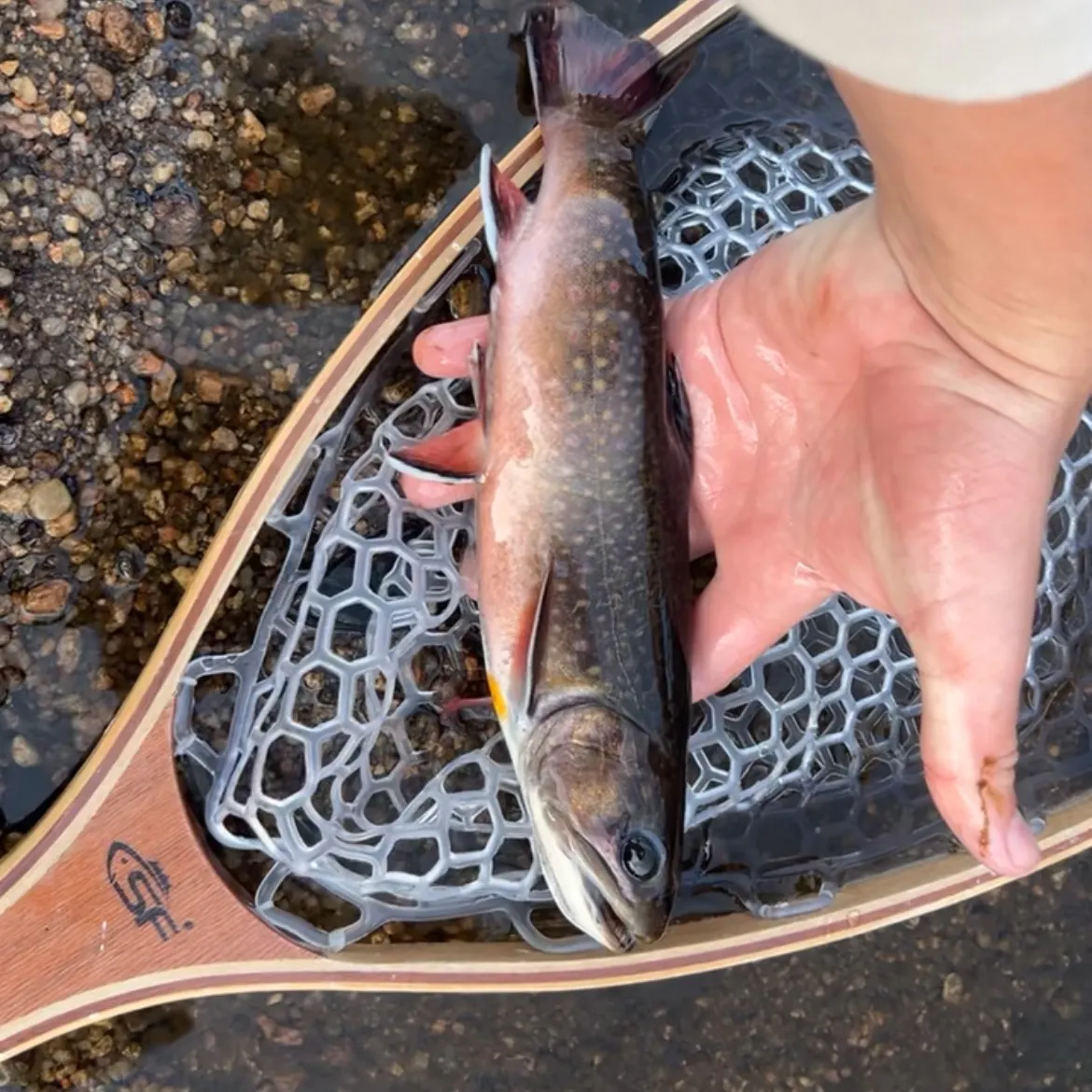 The most recent Brook trout catches on Fishbrain