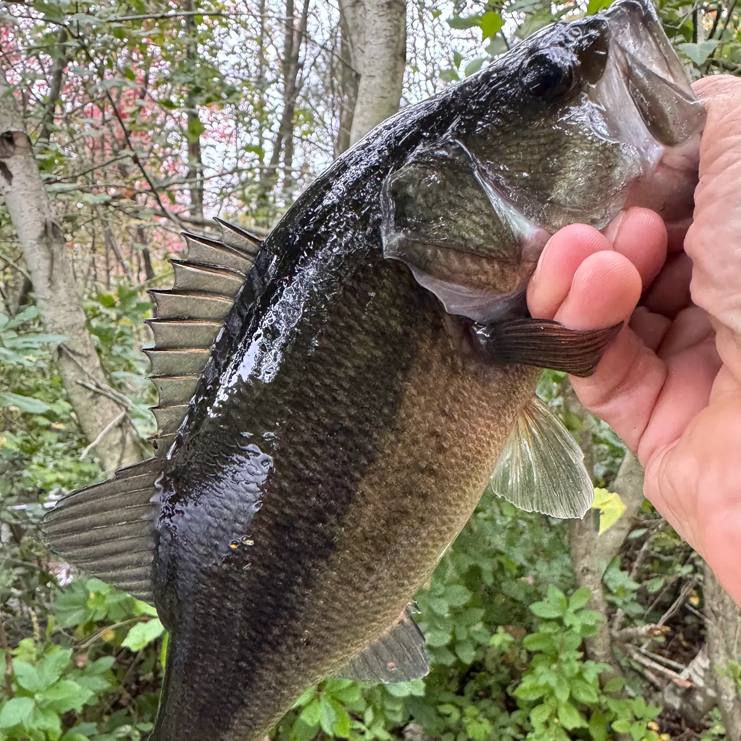 Largemouth bass caught on Fishbrain