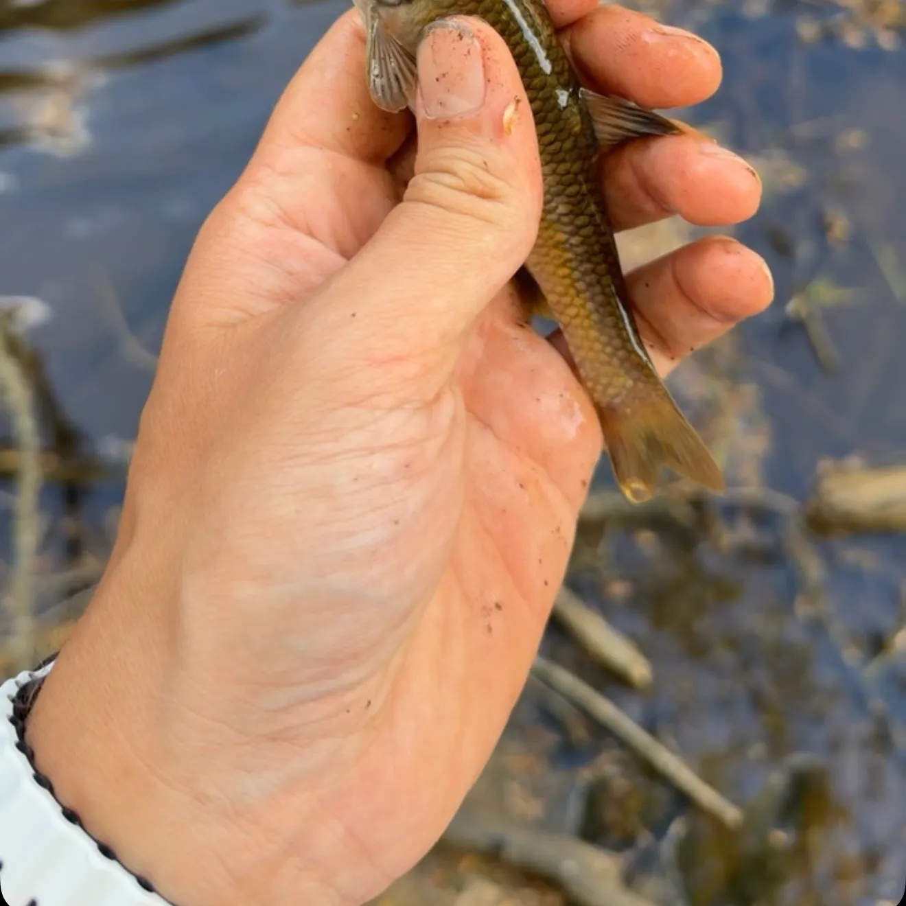 The most recent Sand shiner catches on Fishbrain