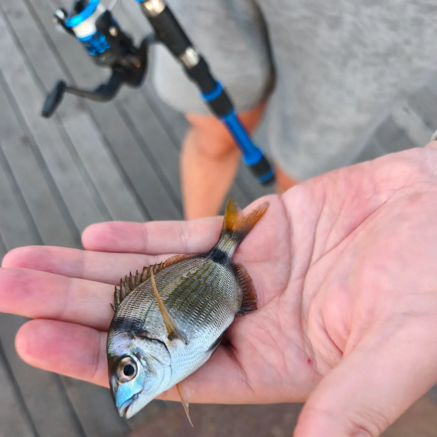 Sargo caught on Fishbrain
