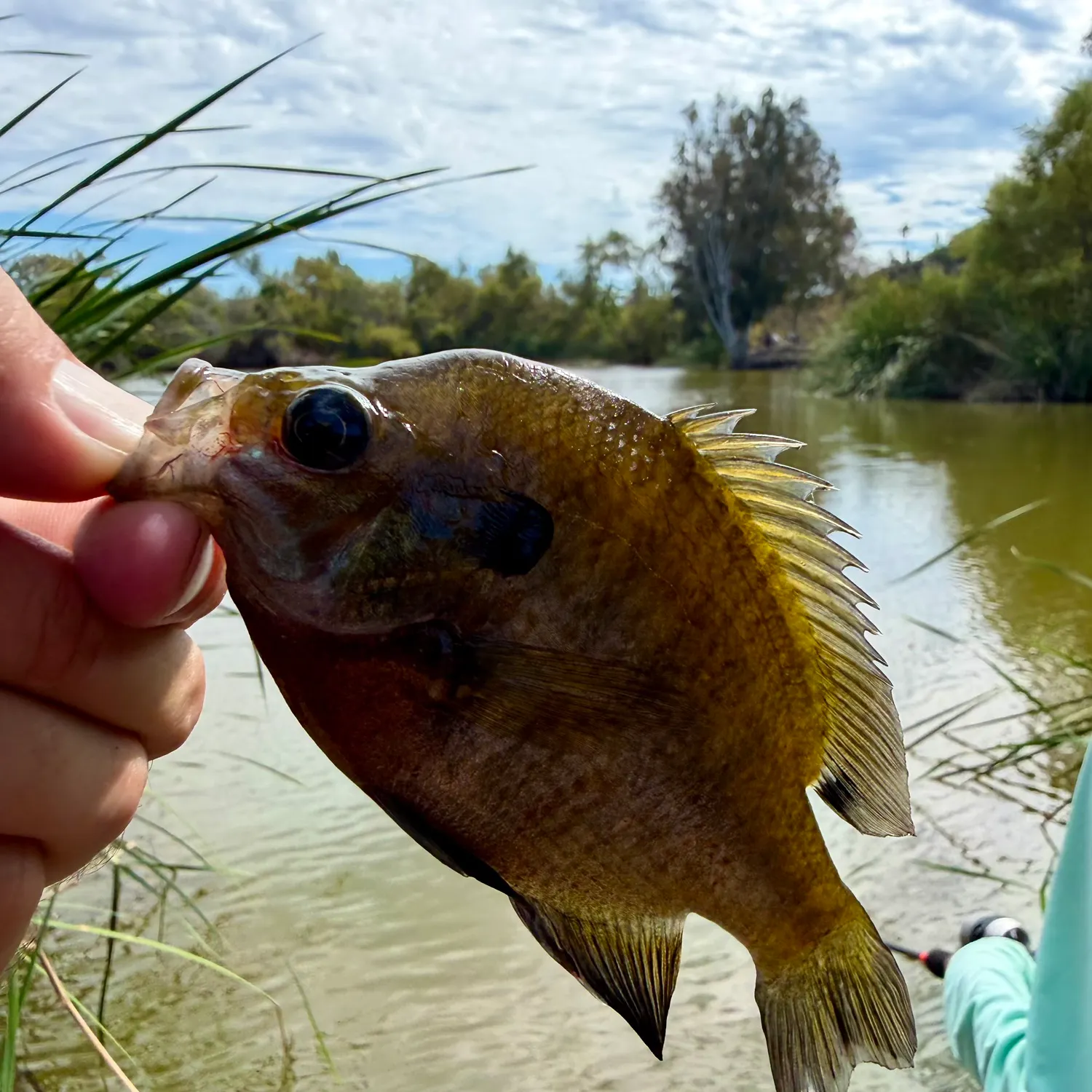 Bluegill caught on Fishbrain