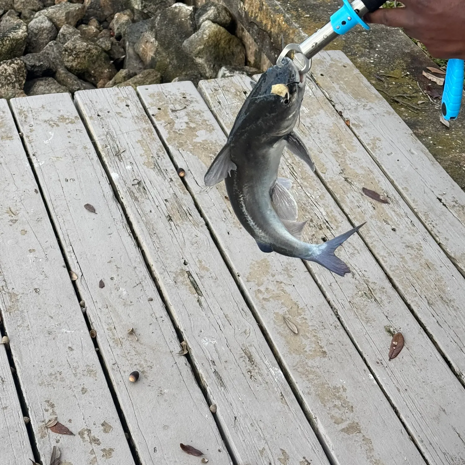 The most recent Hardhead sea catfish catches on Fishbrain