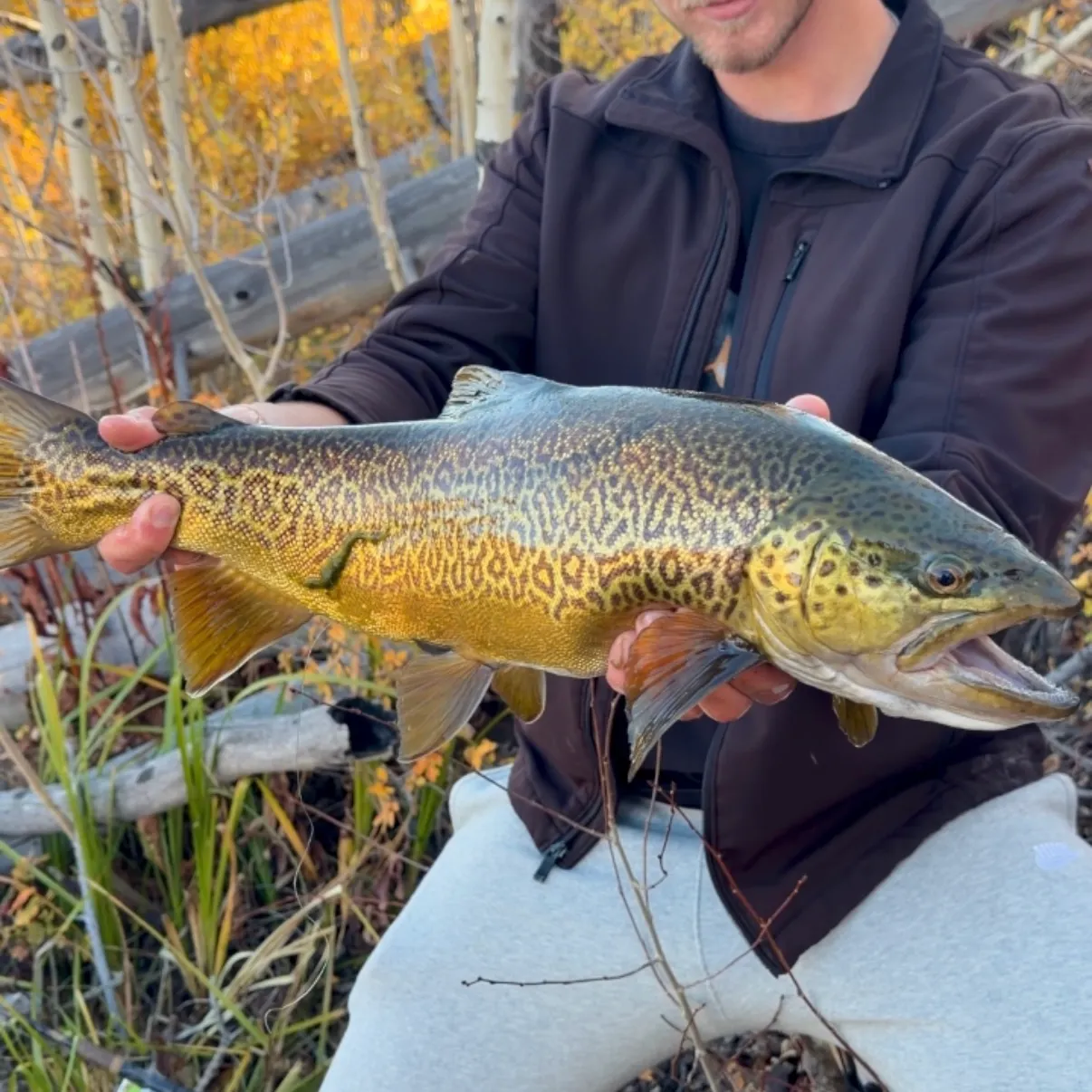 Tiger trout caught on Fishbrain