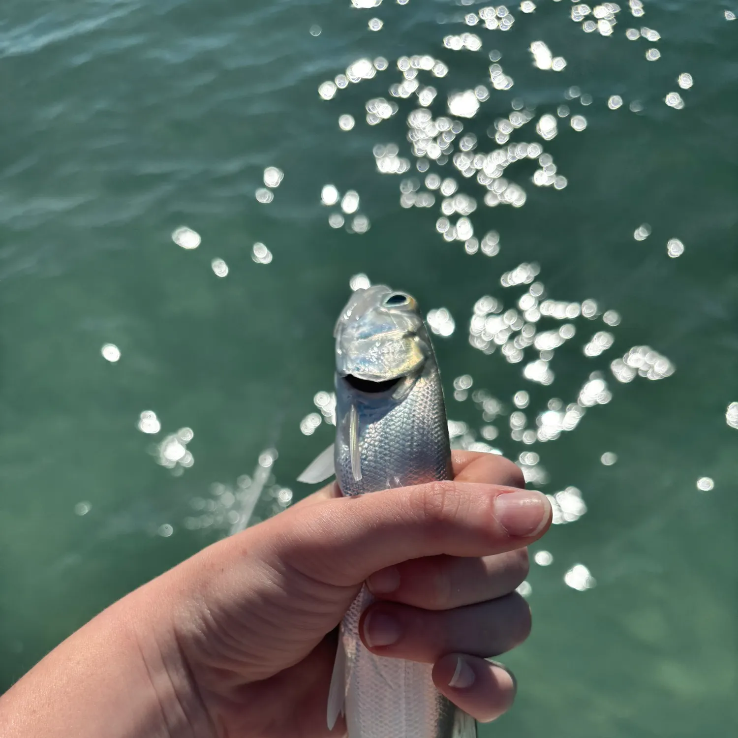 The most recent Ladyfish catches on Fishbrain