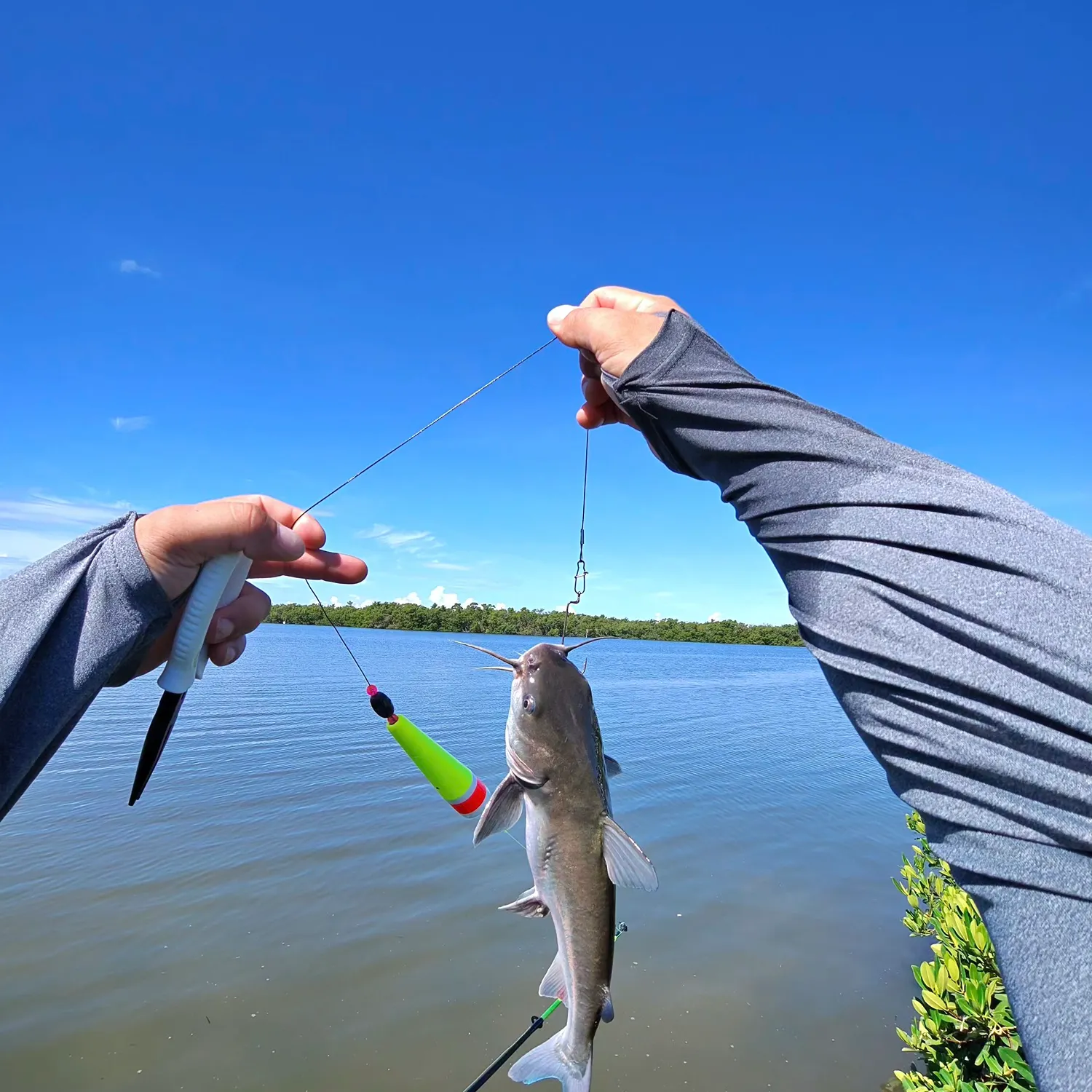 Channel catfish caught on Fishbrain