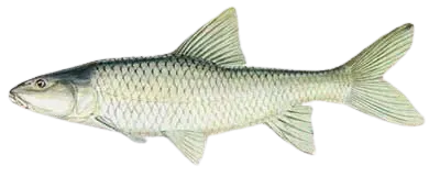 Largemouth yellowfish