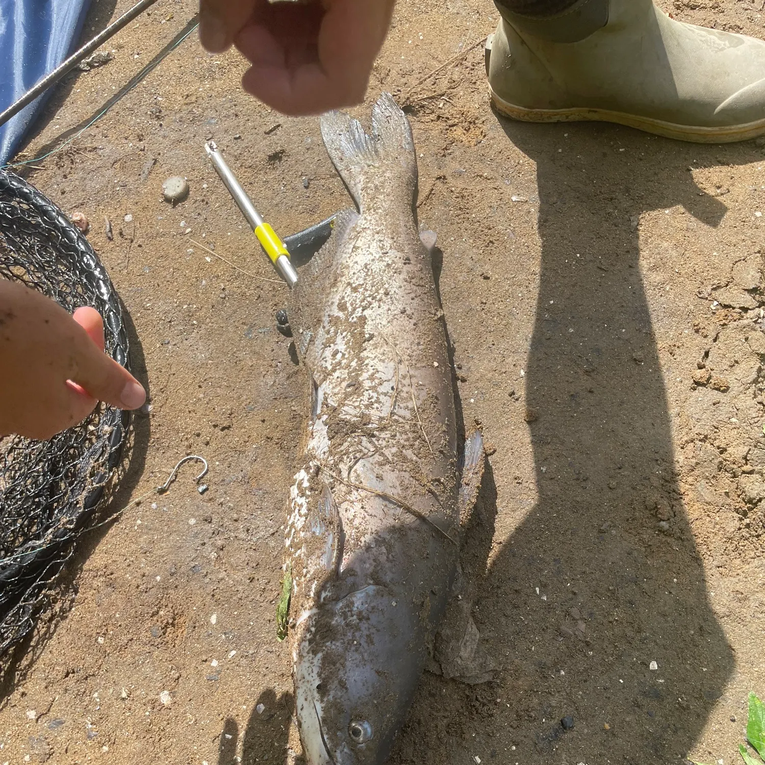 Blue catfish caught on Fishbrain