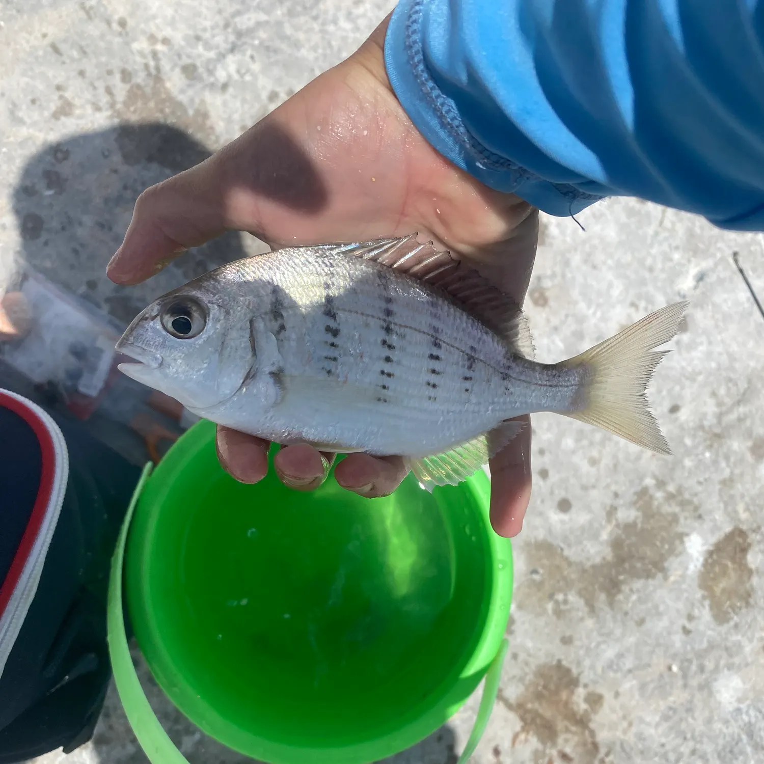 The most recent White stumpnose catches on Fishbrain