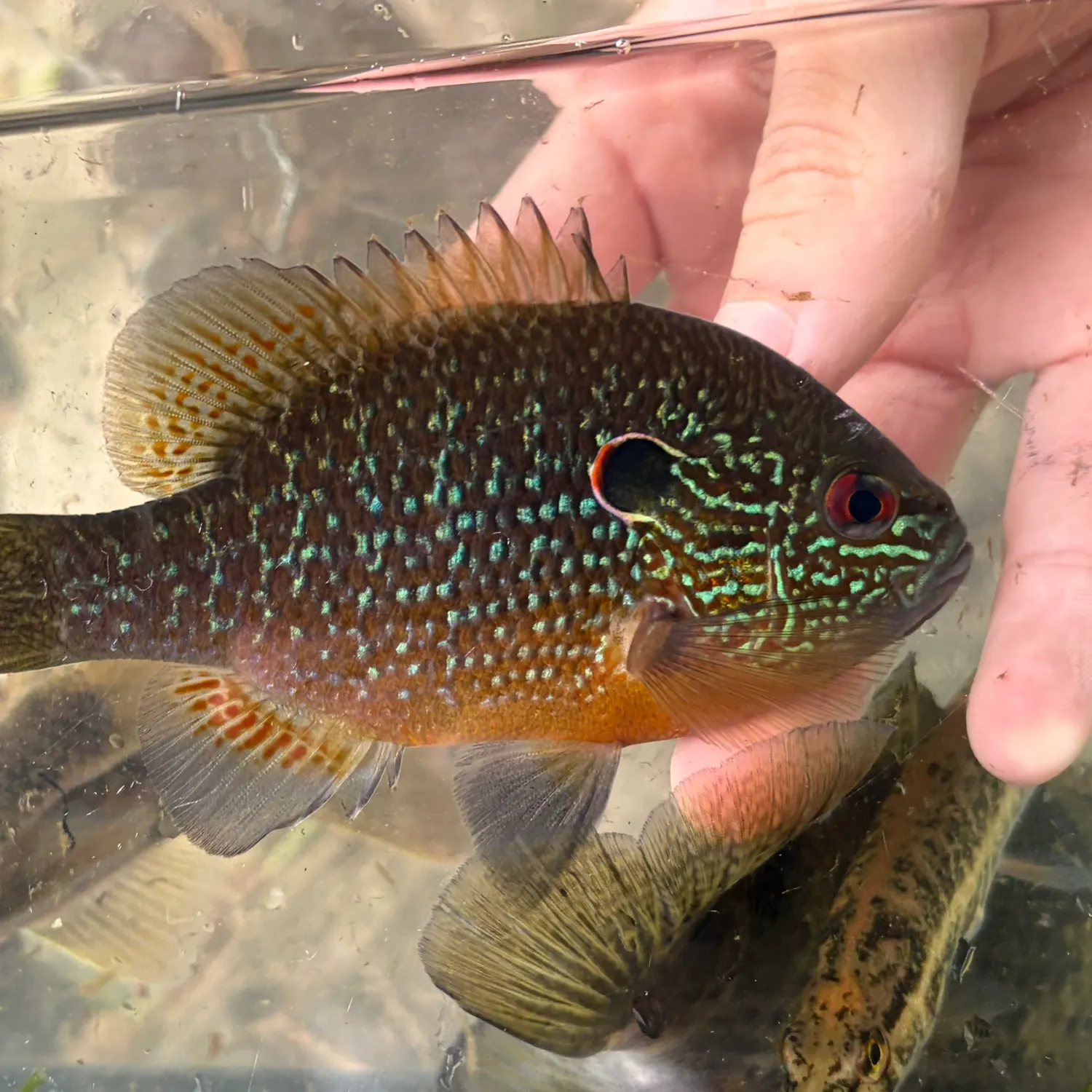 The most recent Northern sunfish catches on Fishbrain