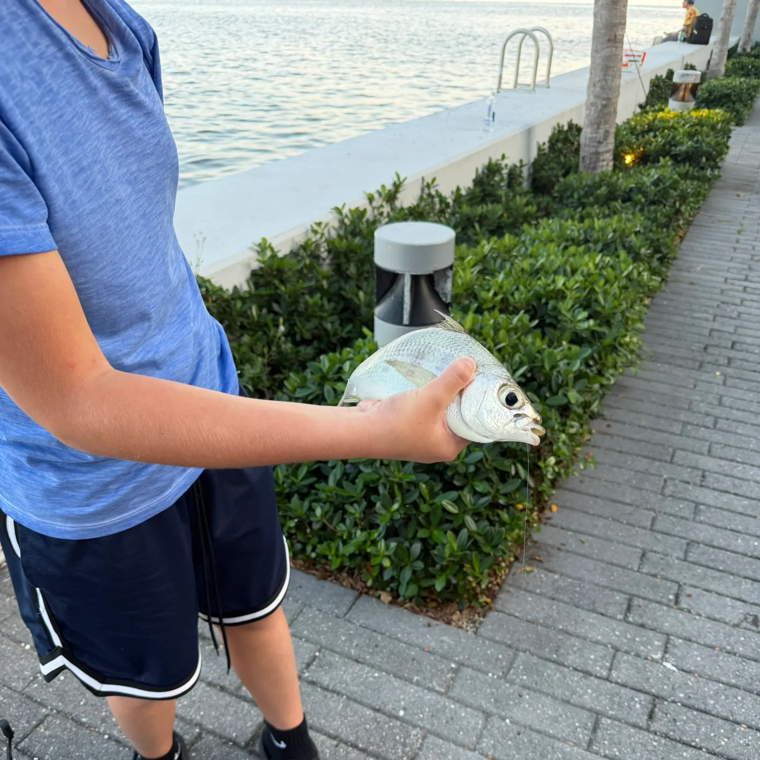 The most recent Yellowfin mojarra catches on Fishbrain