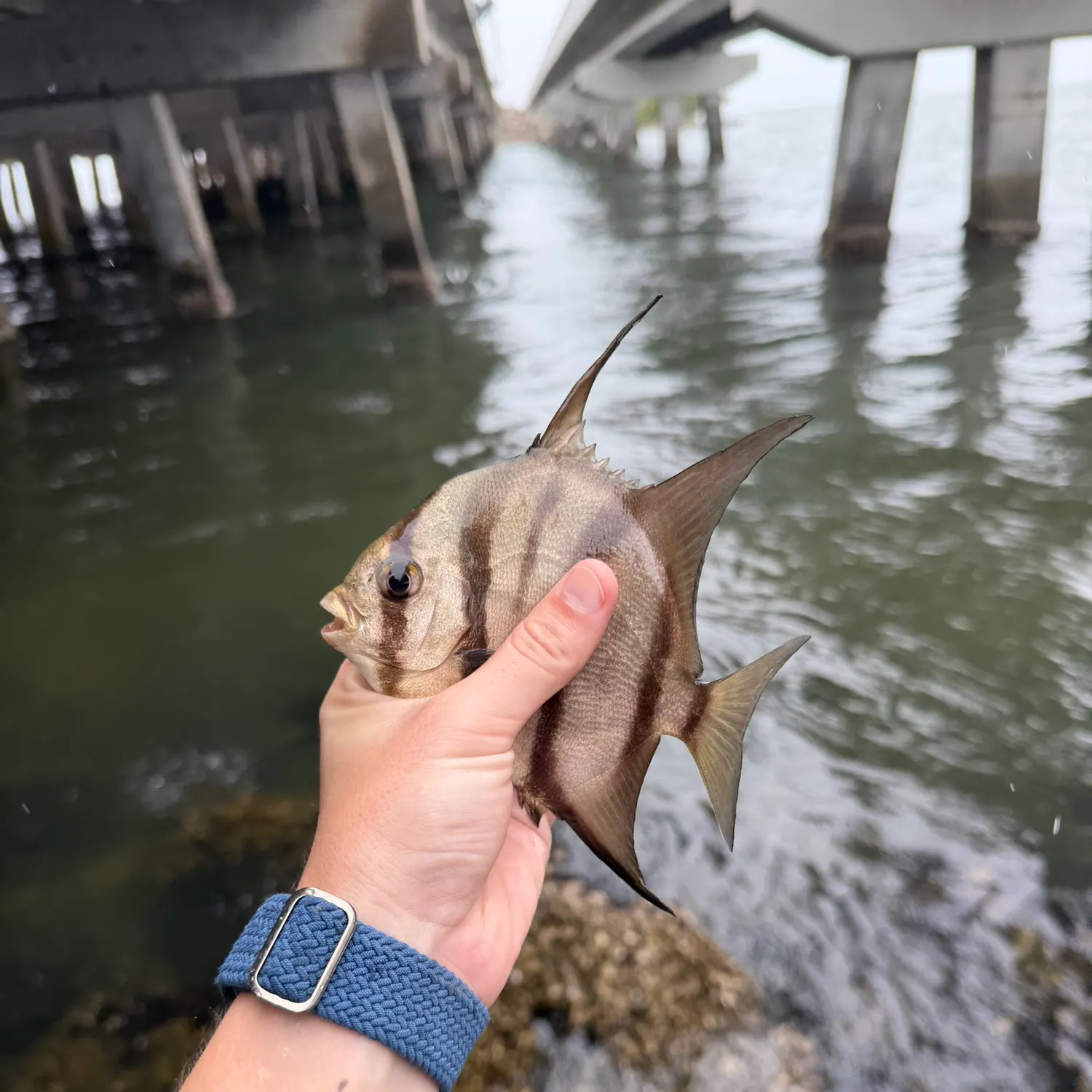The most recent Atlantic spadefish catches on Fishbrain