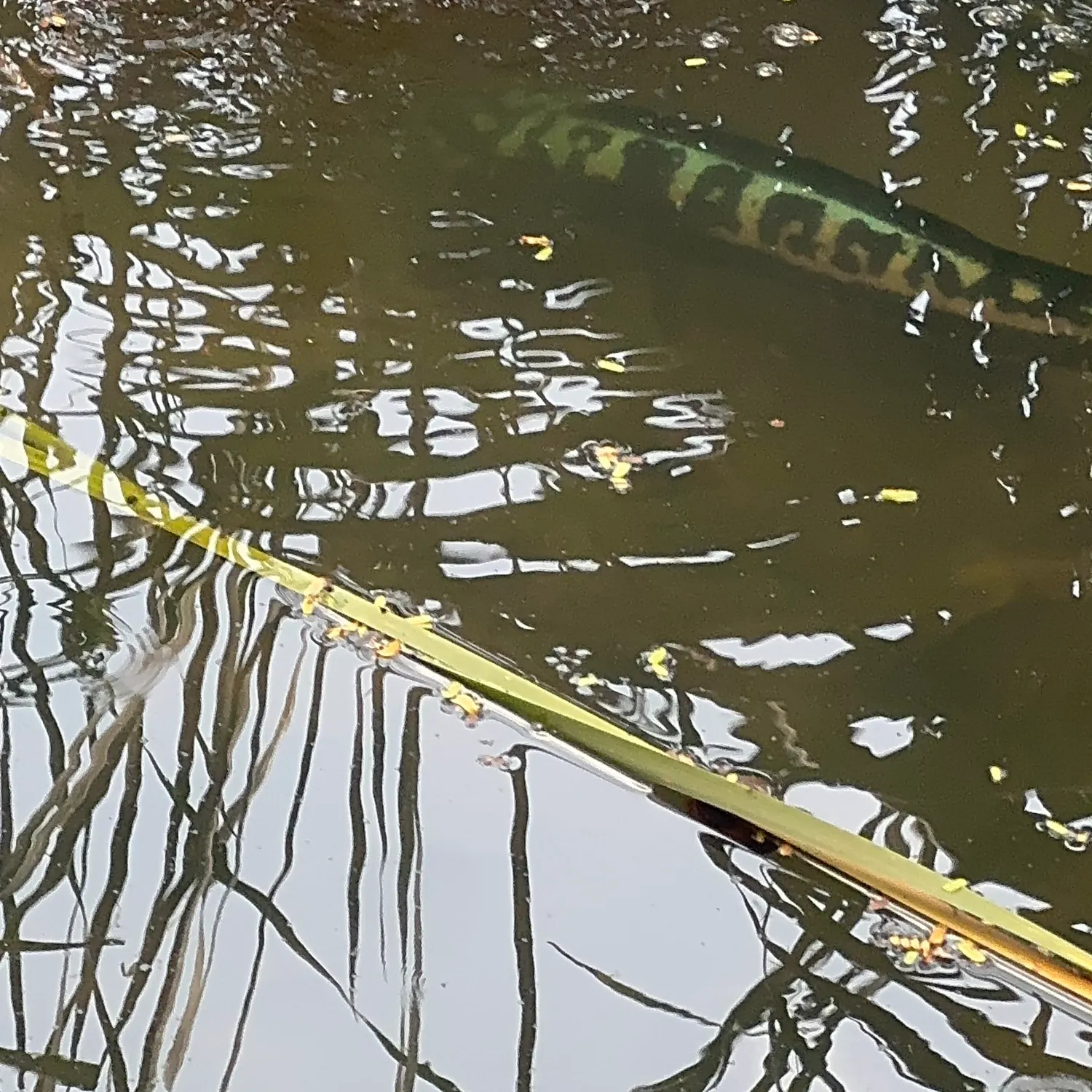 The most recent Indonesian snakehead catches on Fishbrain