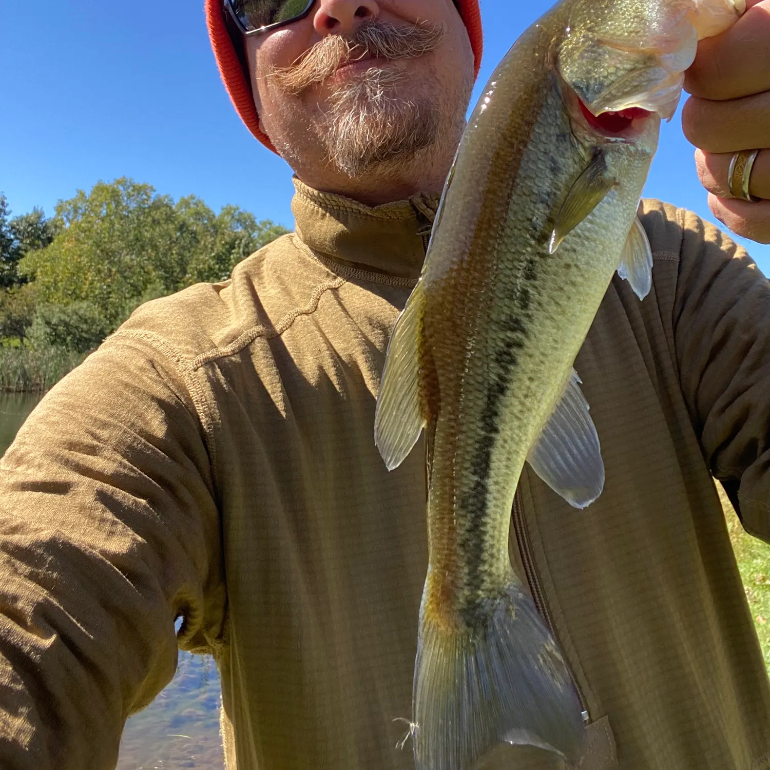 Largemouth bass caught on Fishbrain