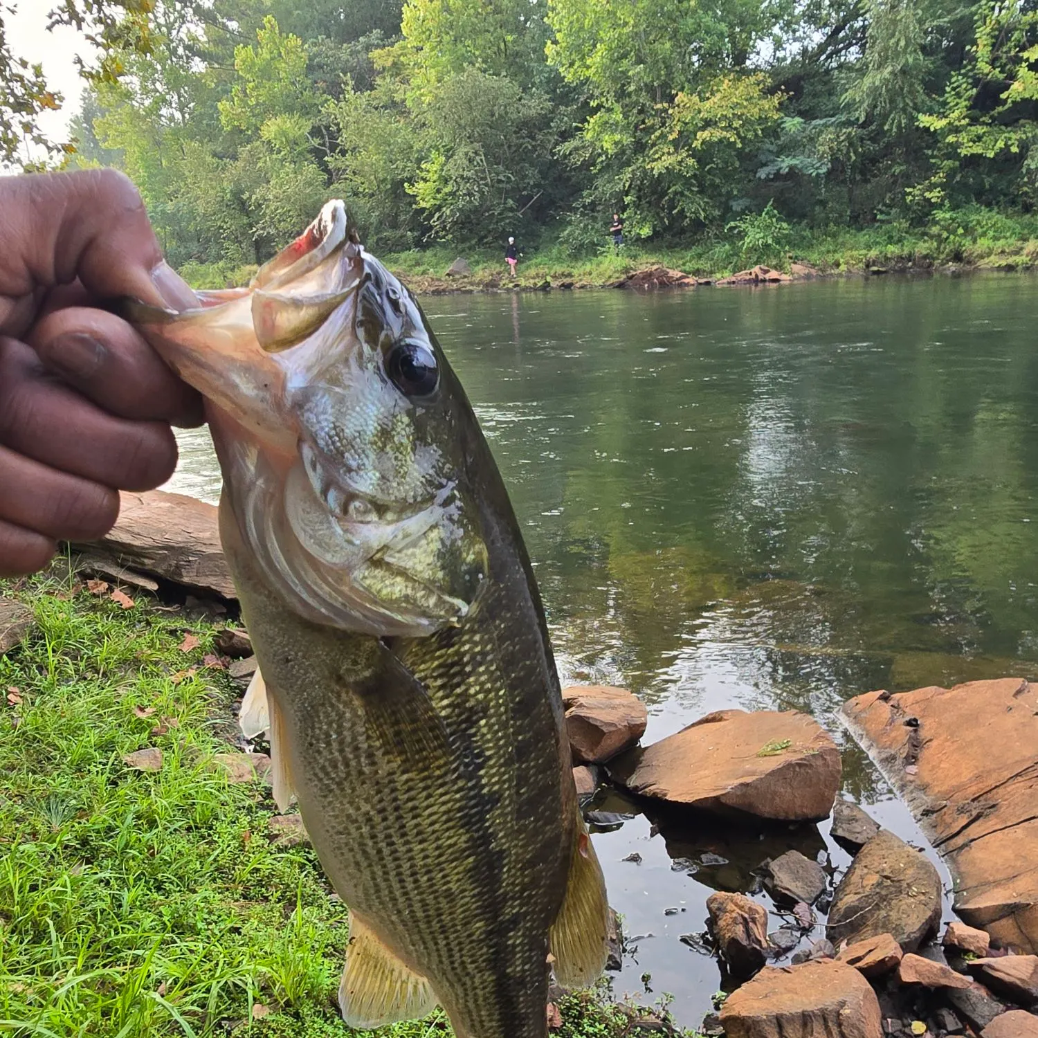 Spotted bass caught on Fishbrain