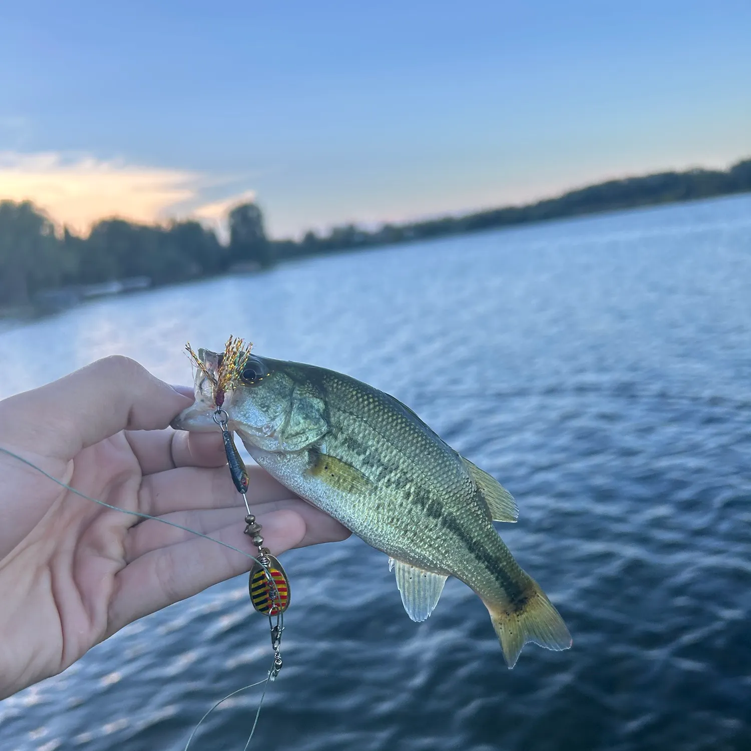 Largemouth bass caught on Fishbrain