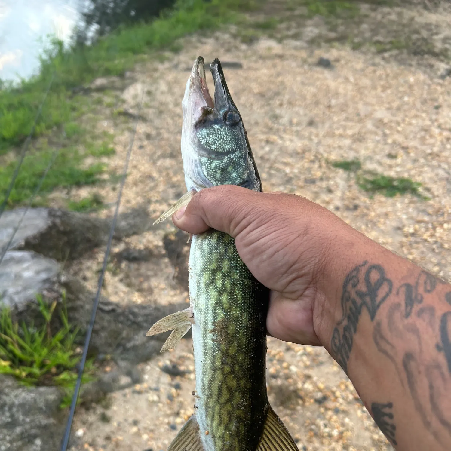 Chain pickerel caught on Fishbrain