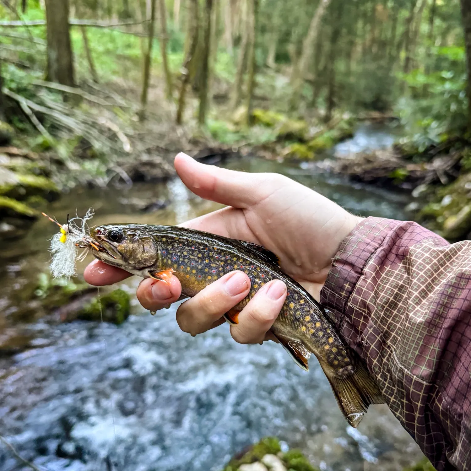 Brook trout caught on Fishbrain