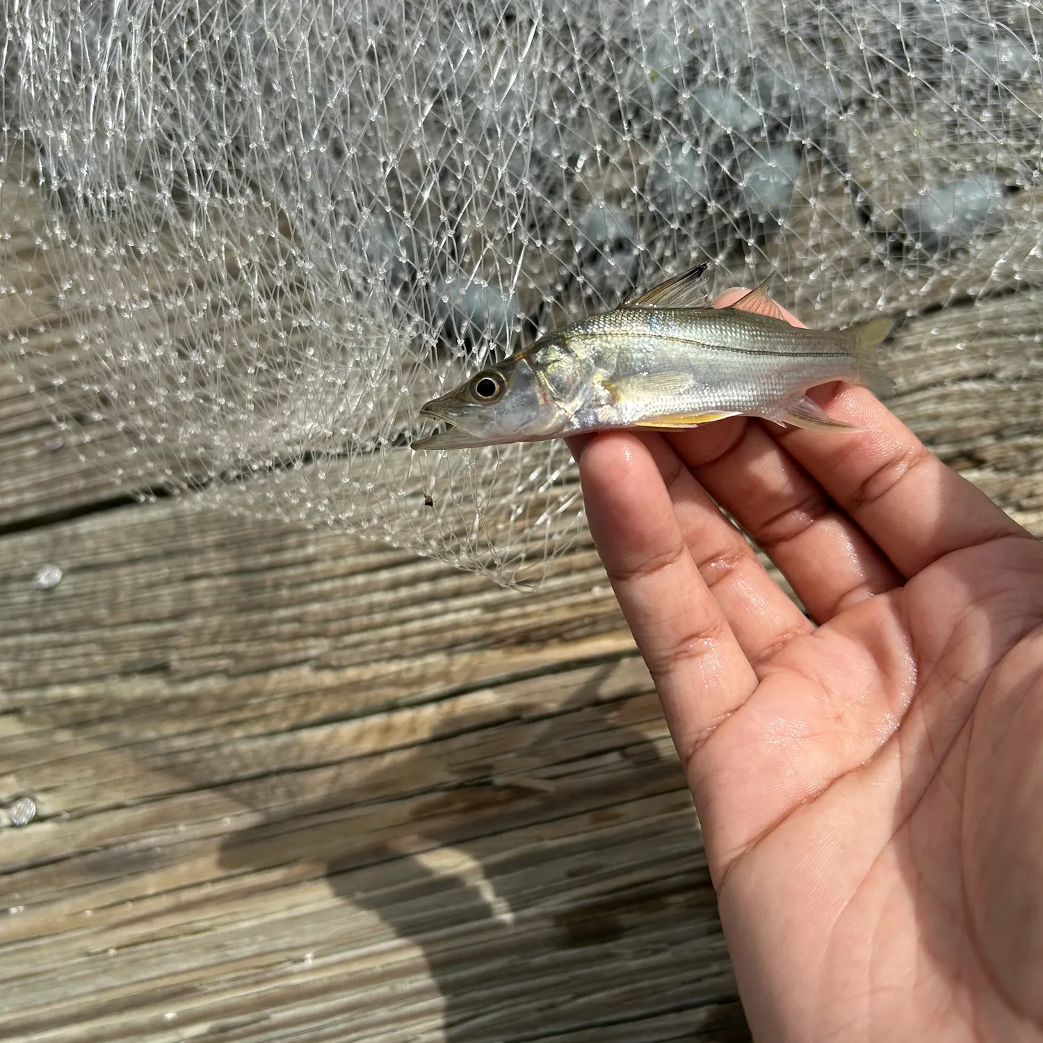 Common snook caught on Fishbrain