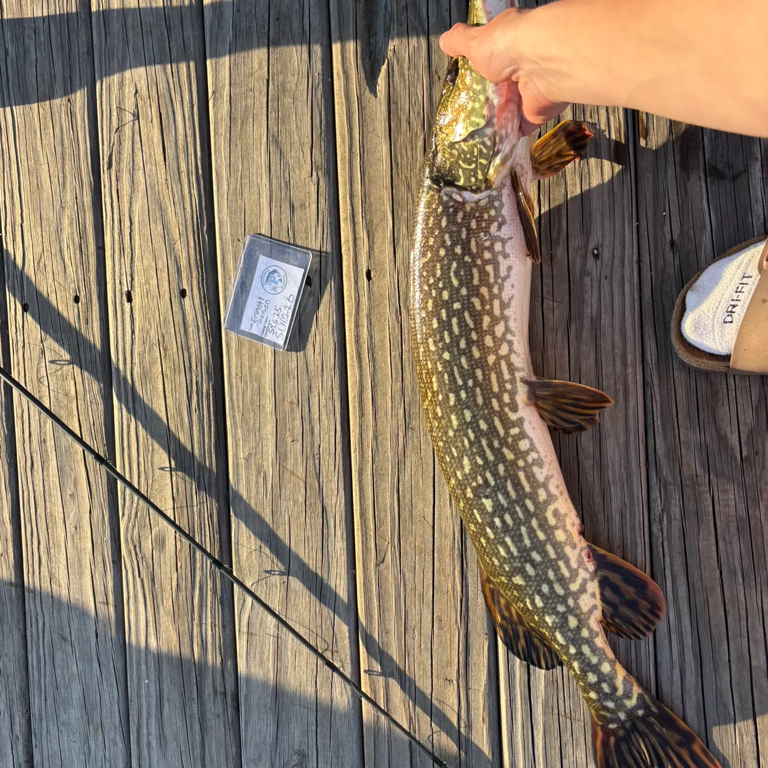 recently logged catches