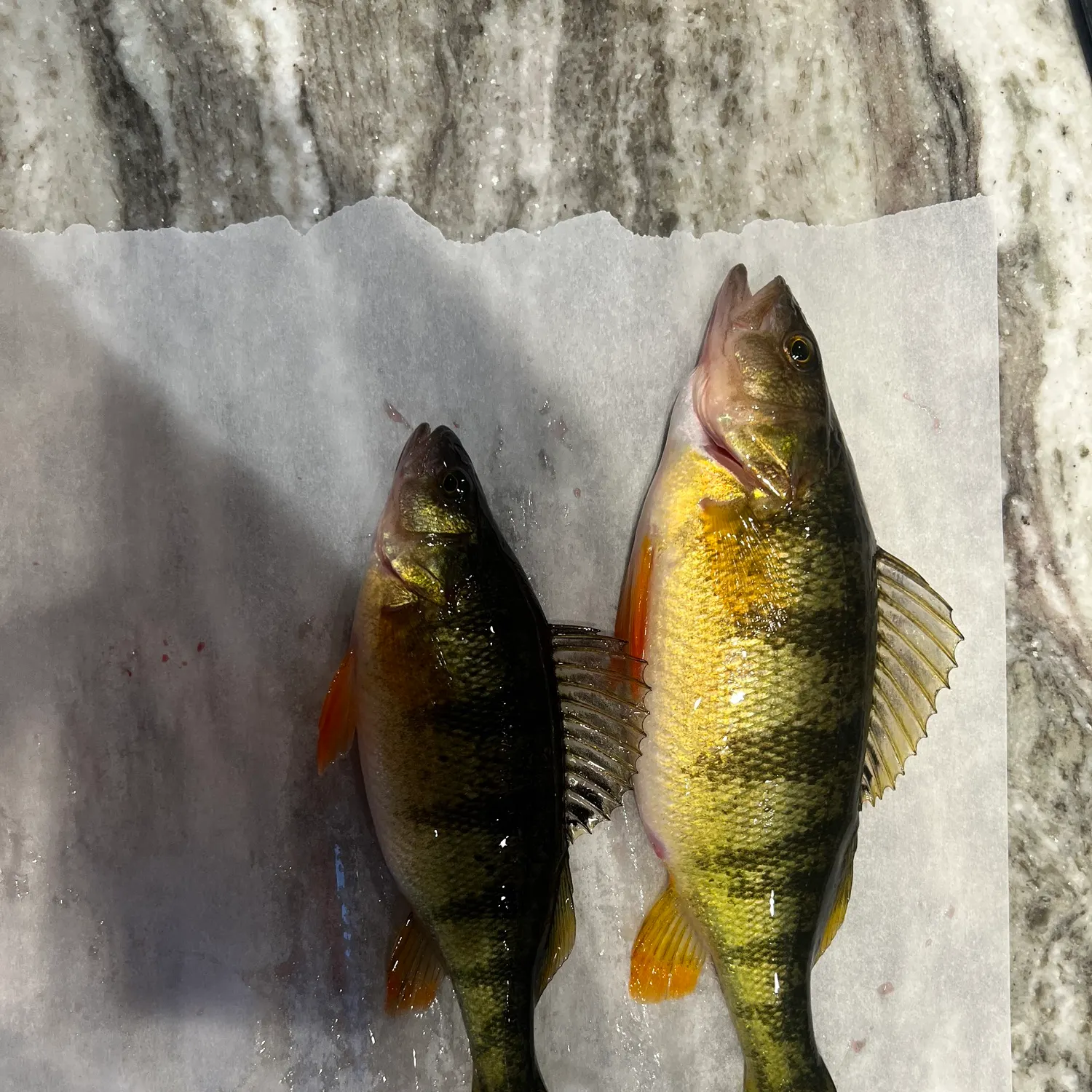 recently logged catches