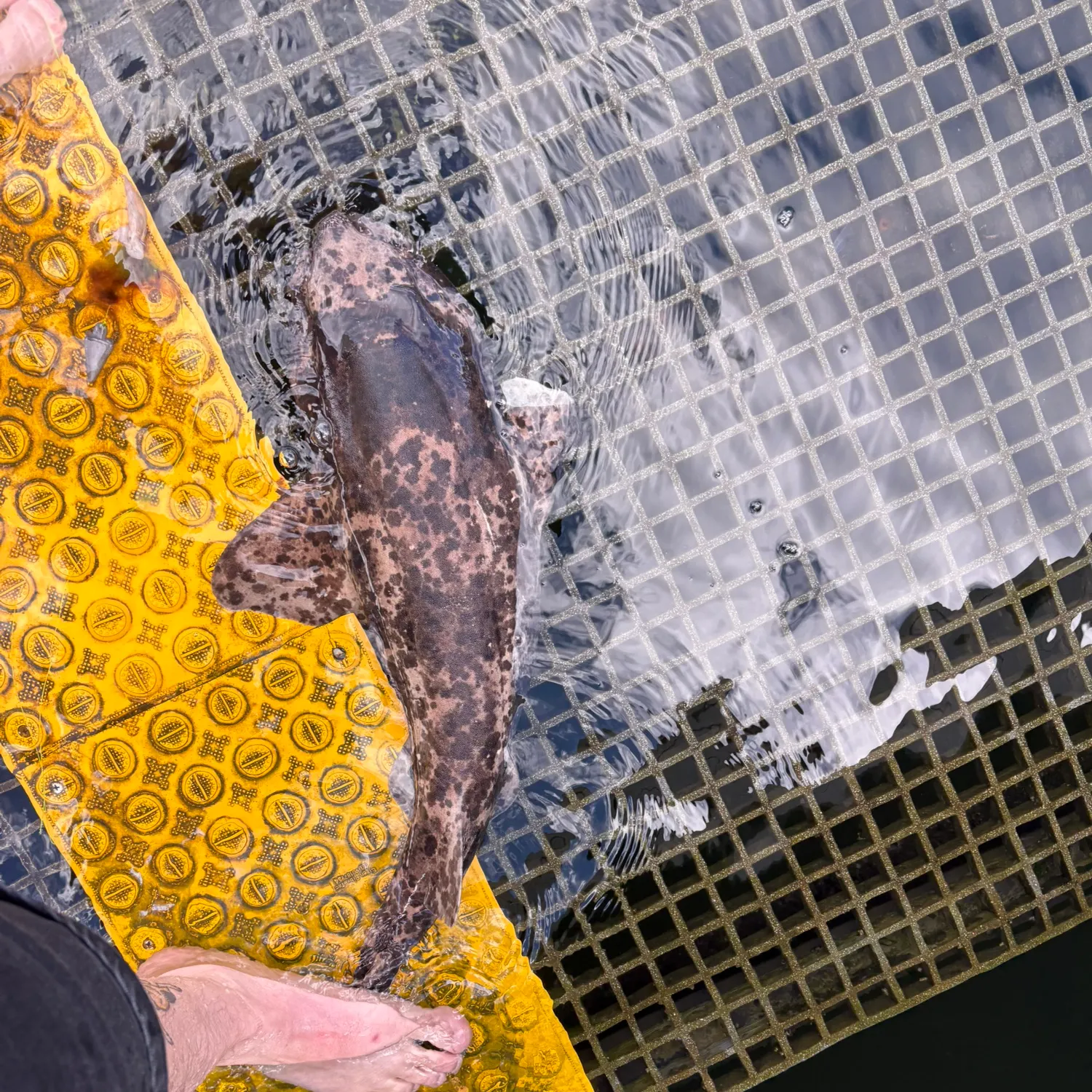 The most recent Draughtsboard shark catches on Fishbrain