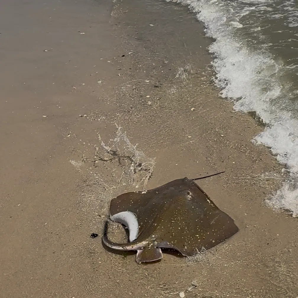 The most recent Bluntnose stingray catches on Fishbrain