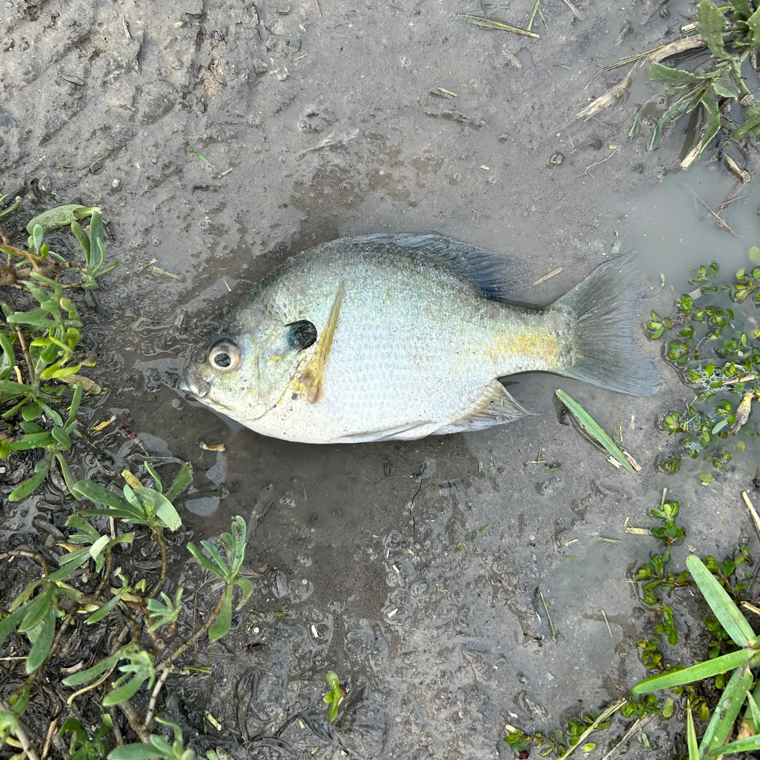 The most recent Bluegill catches on Fishbrain