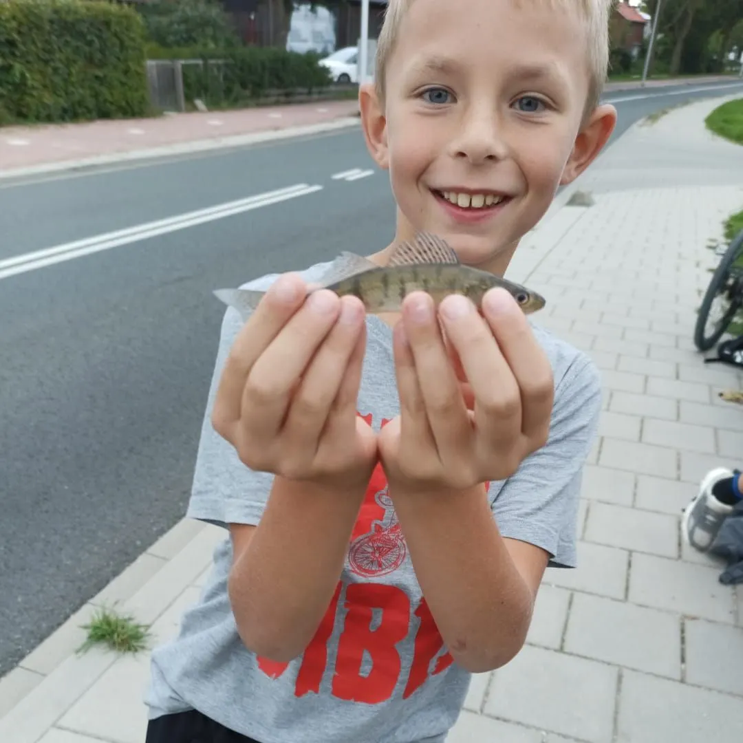 Zander caught on Fishbrain