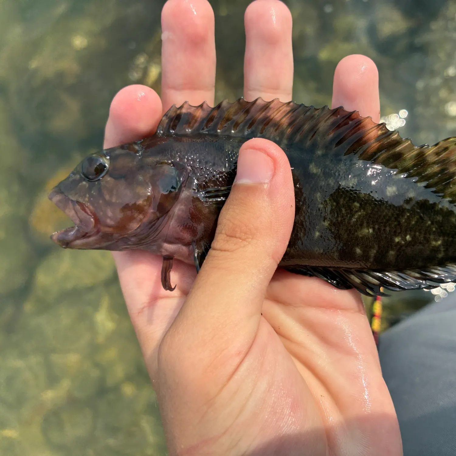 The most recent Hairy blenny catches on Fishbrain