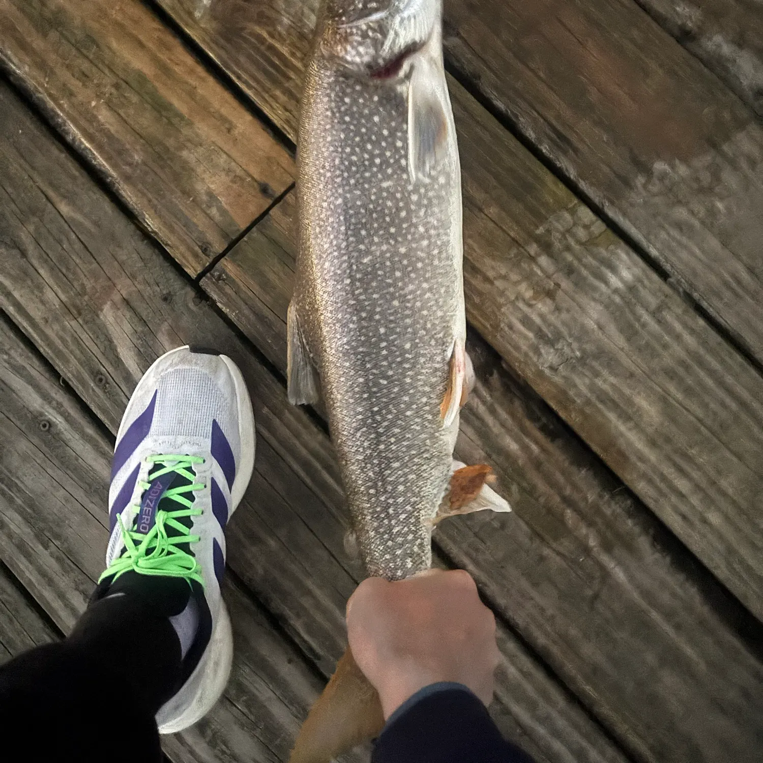 Lake char caught on Fishbrain