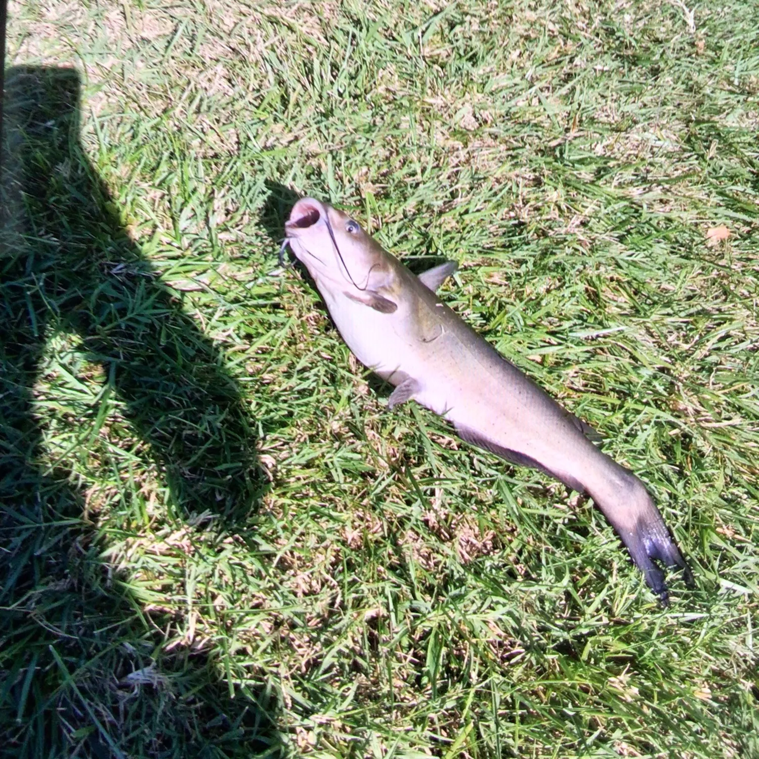 Channel catfish caught on Fishbrain